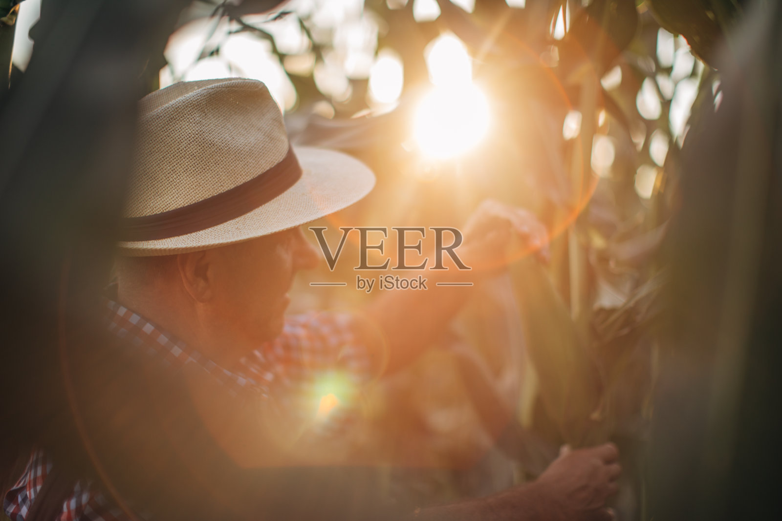 老农民在看玉米照片摄影图片