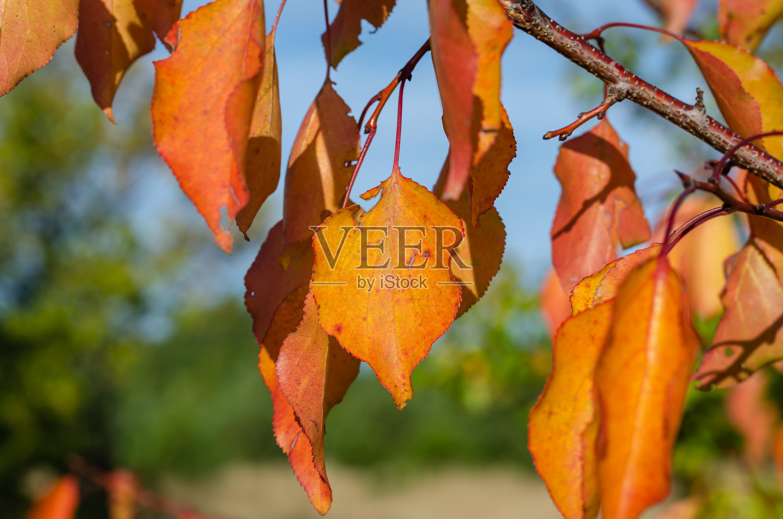 橘黄色秋叶的杏树特写。照片摄影图片