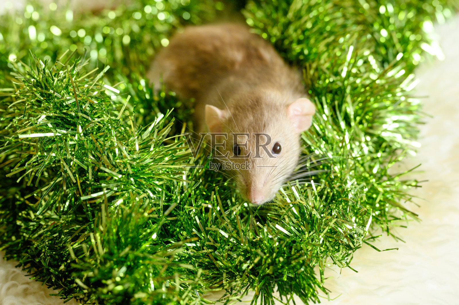 可爱的老鼠在сhristmas装饰和金属箔照片摄影图片