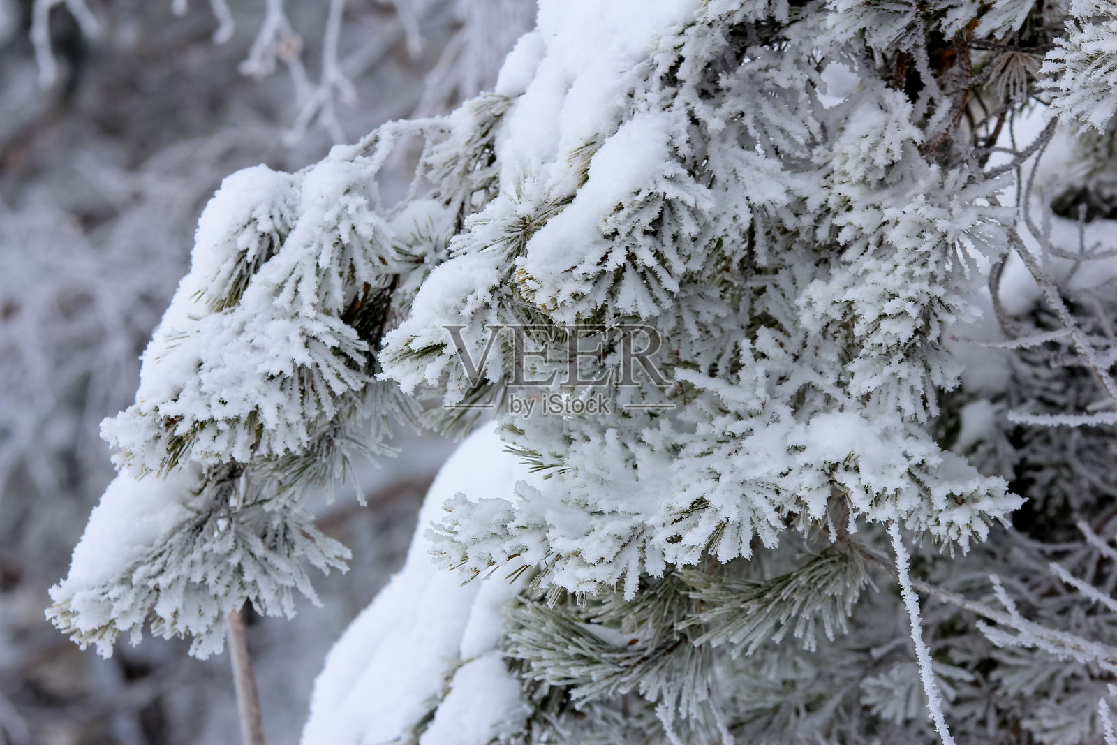 冰冻的树枝上覆盖着雪和霜照片摄影图片
