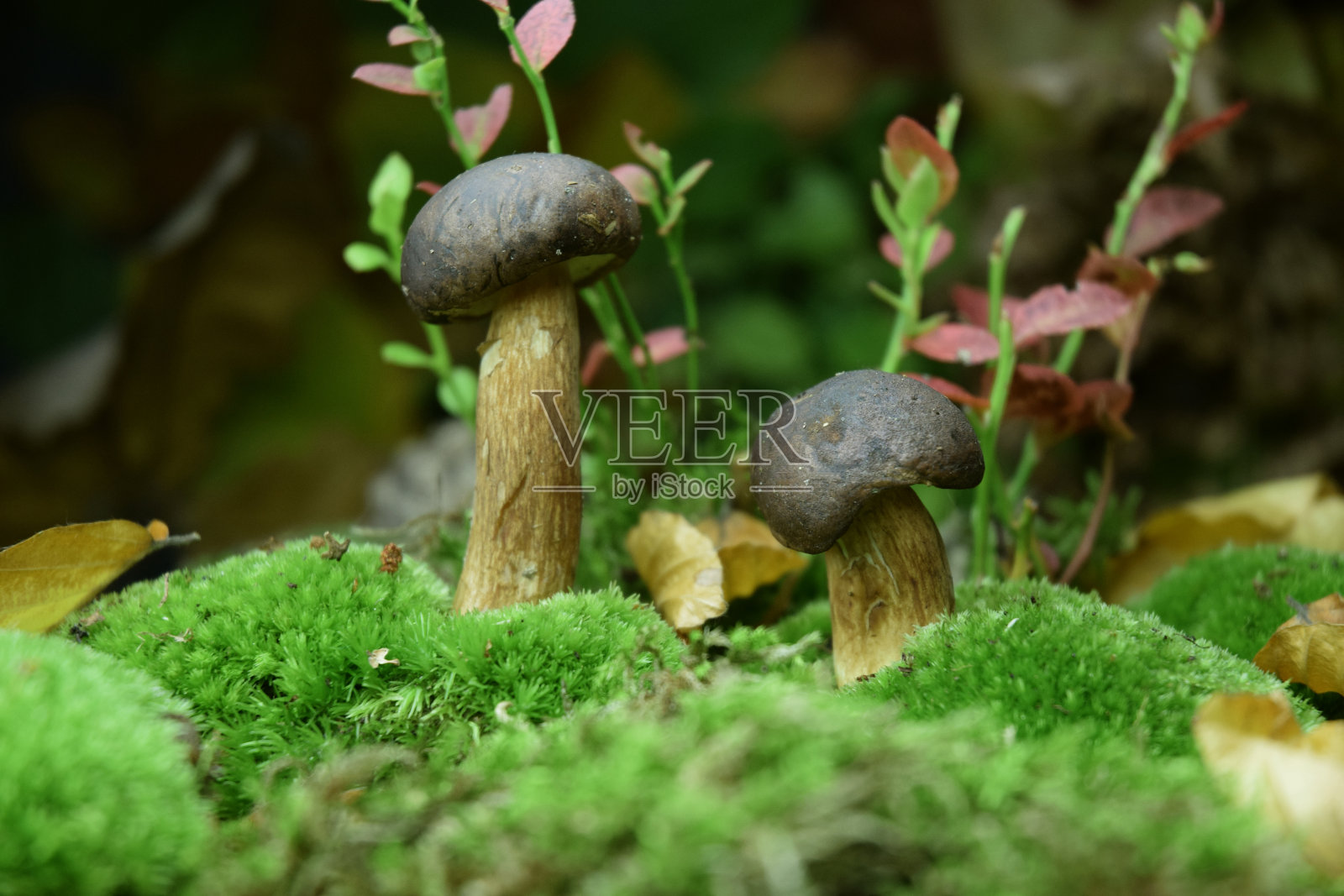 新鲜森林蘑菇照片摄影图片