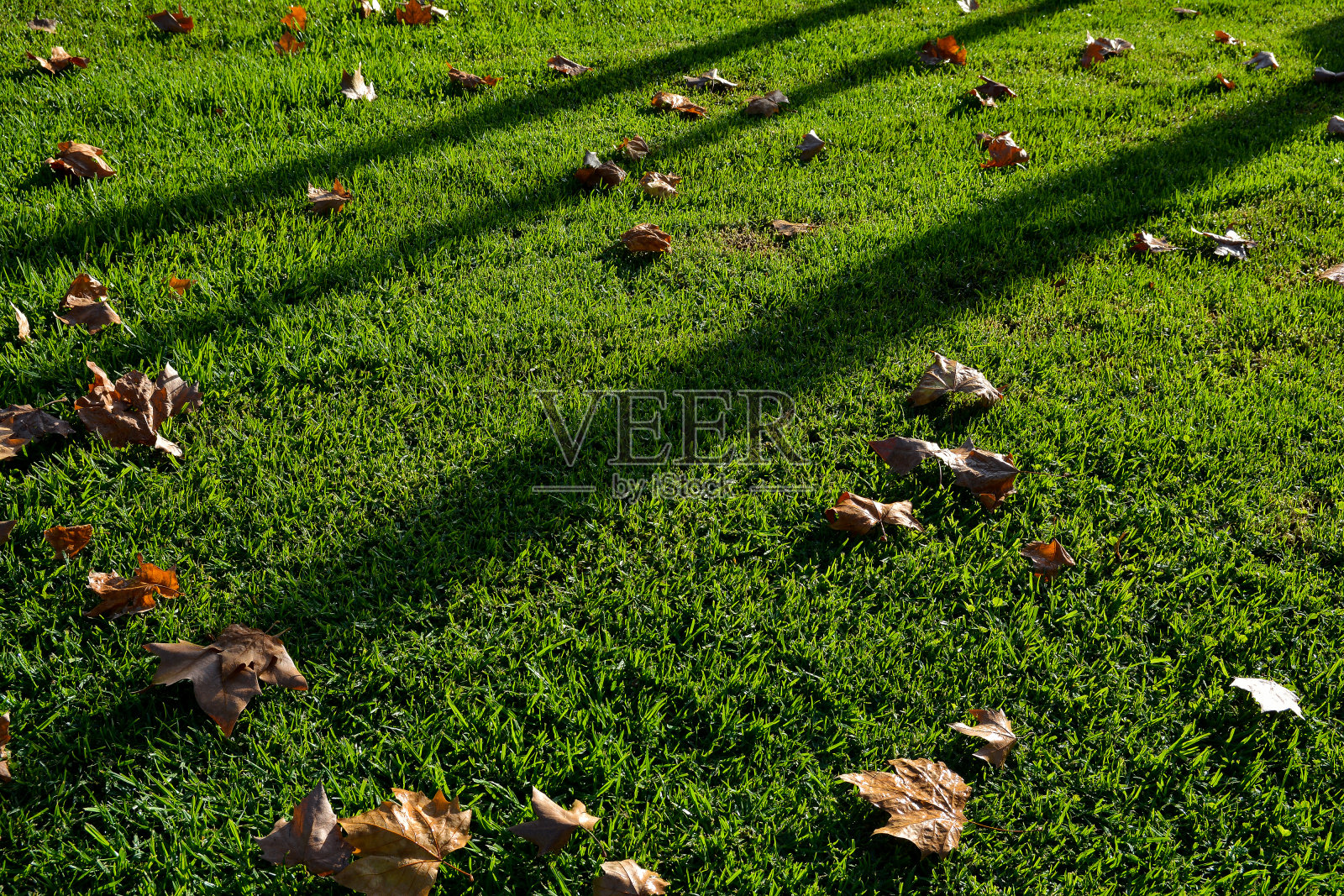 绿色照片摄影图片