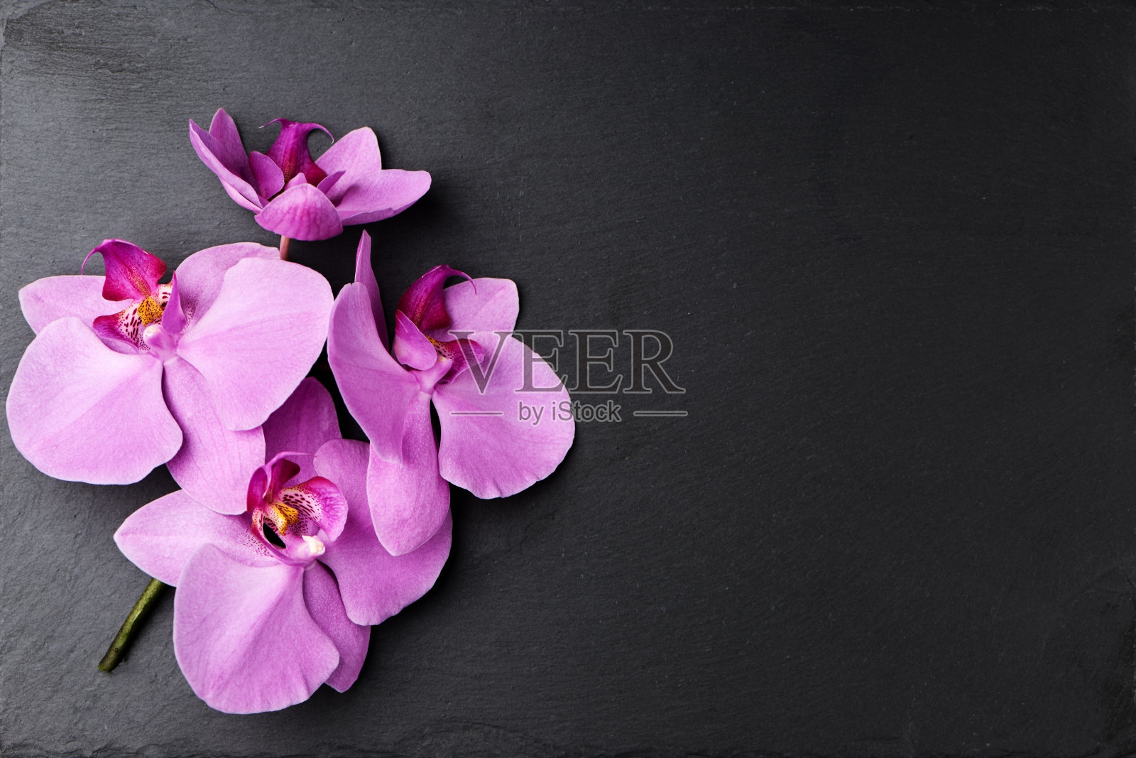 兰花的插花。照片摄影图片