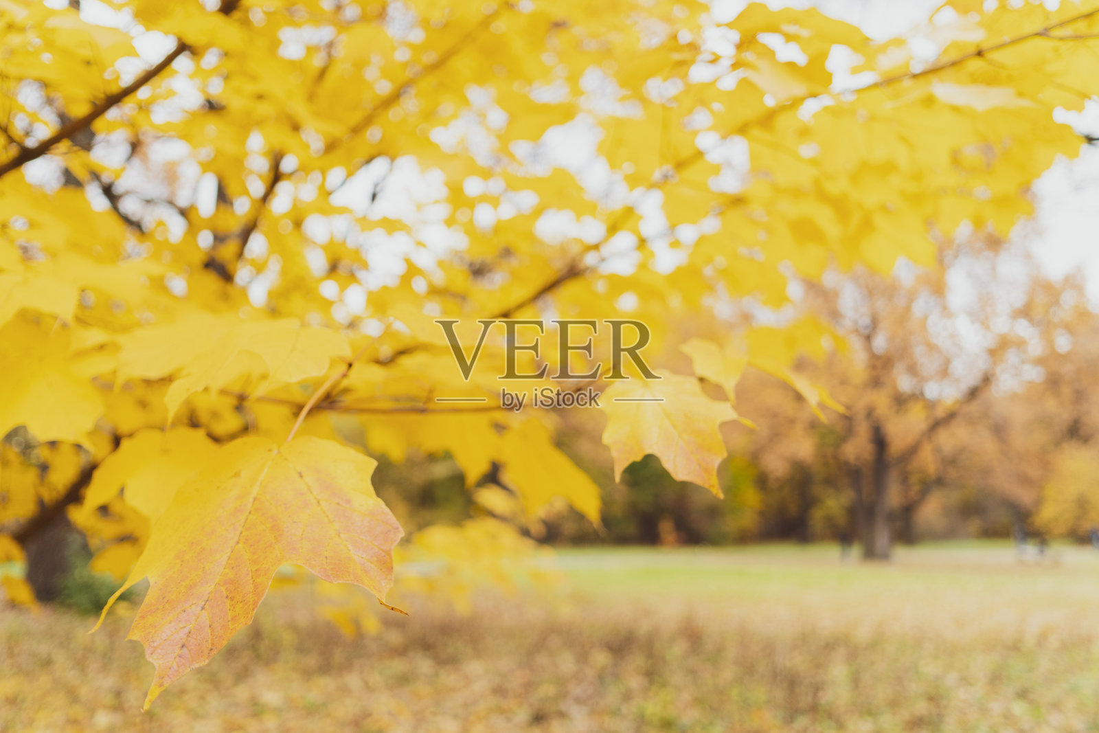 秋天的背景。照片摄影图片