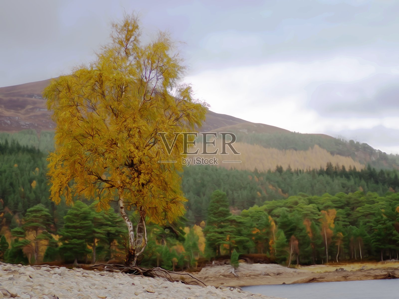 苏格兰高地的桦树和苏格兰松树照片摄影图片