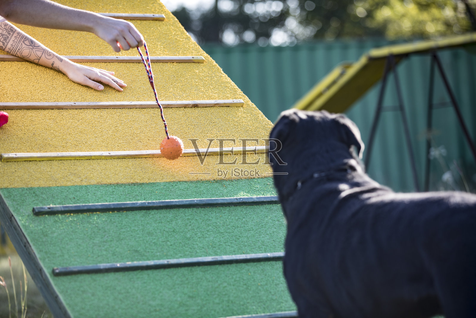 宠物主人在狗的操场与坡道与她的狗照片摄影图片
