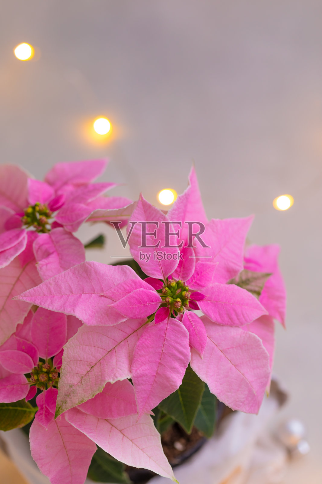 圣诞粉红一品红孤立与闪闪发光的花环照片摄影图片