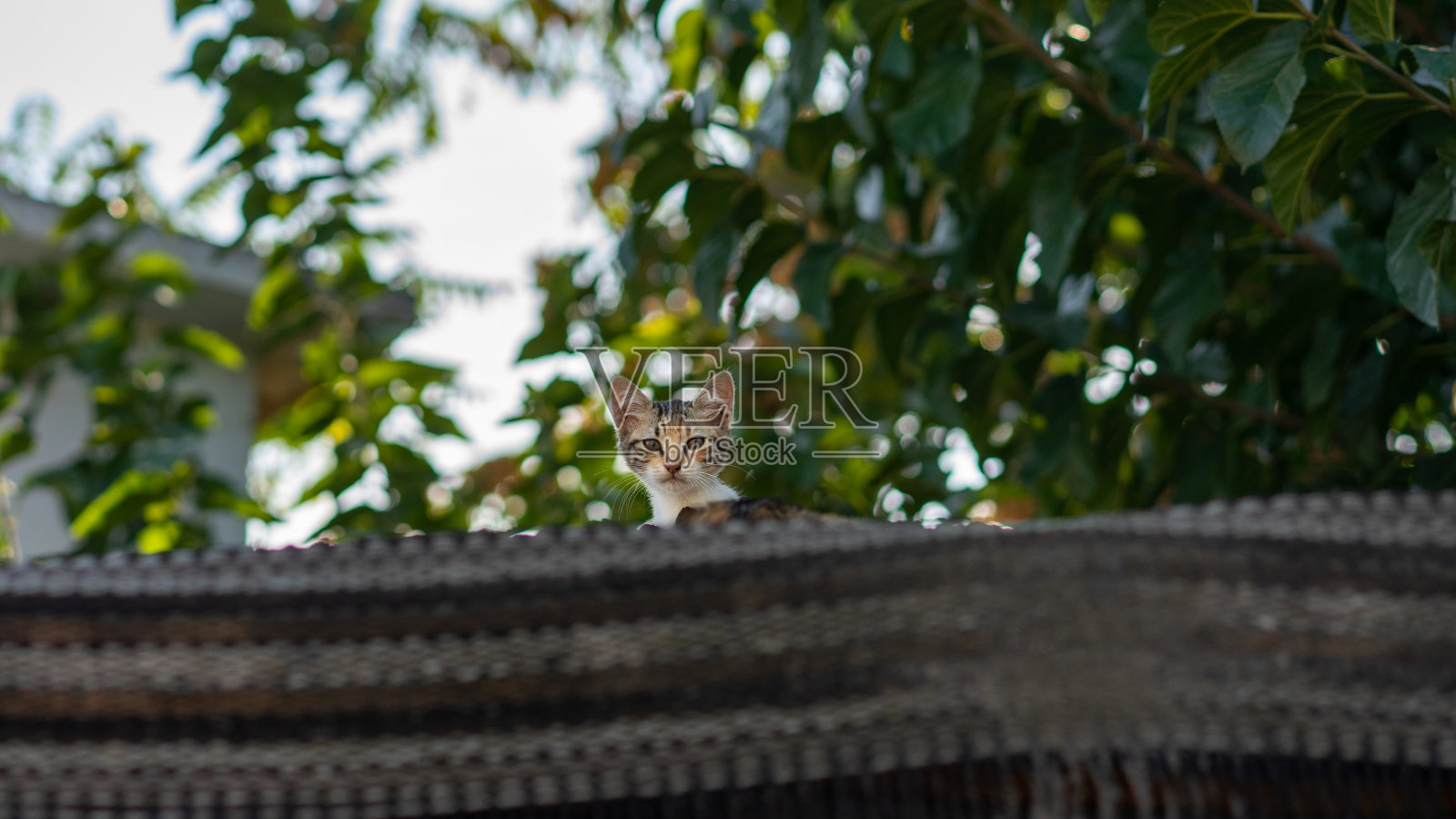 屋顶上的猫照片摄影图片