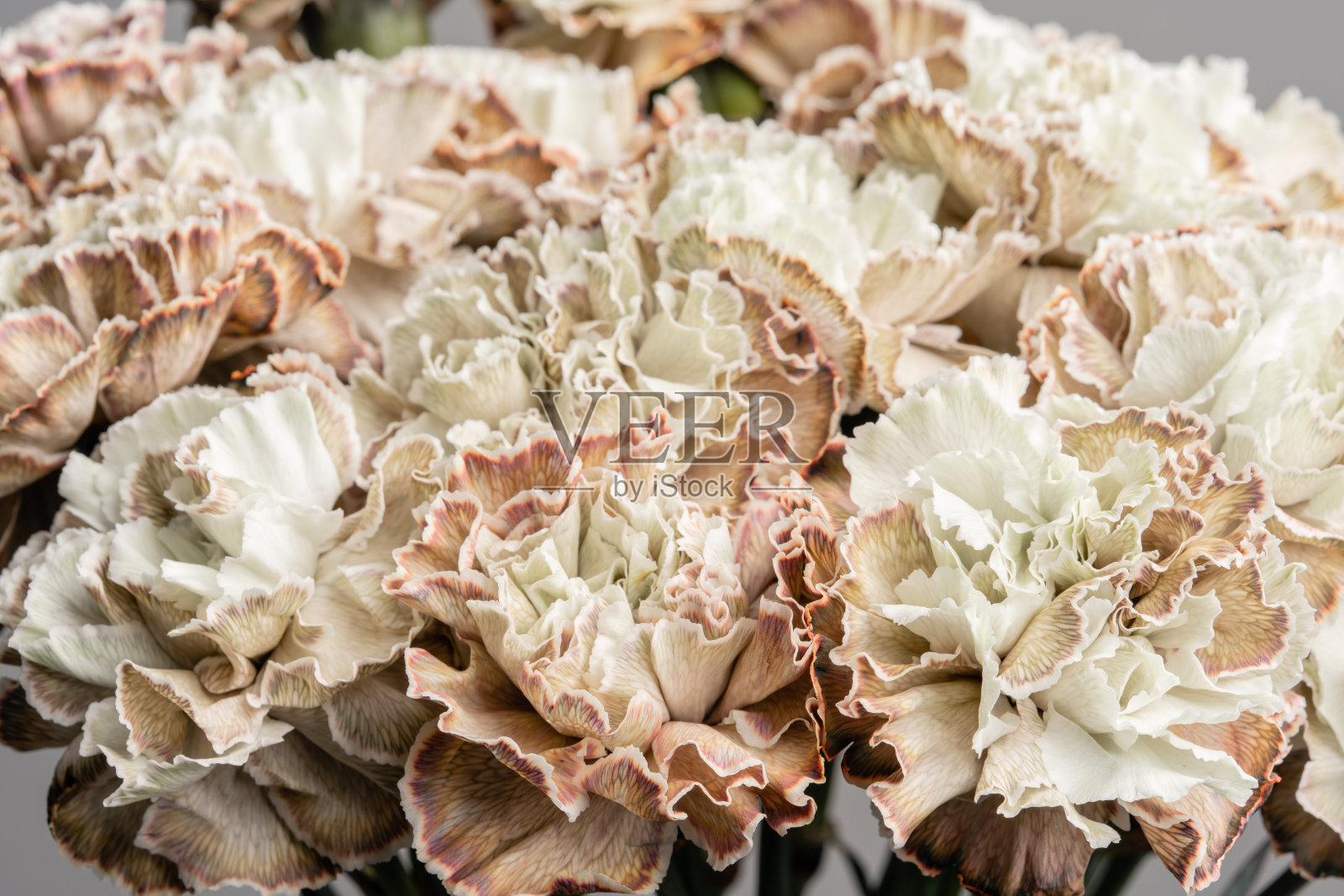 花瓣染成浅褐色的康乃馨，花的背景。石竹类植物caryophyllus。春天的花朵图案照片摄影图片