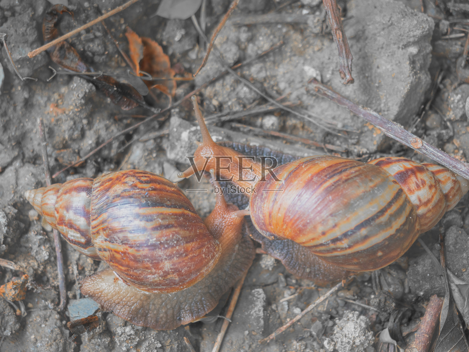 蜗牛的好友照片摄影图片