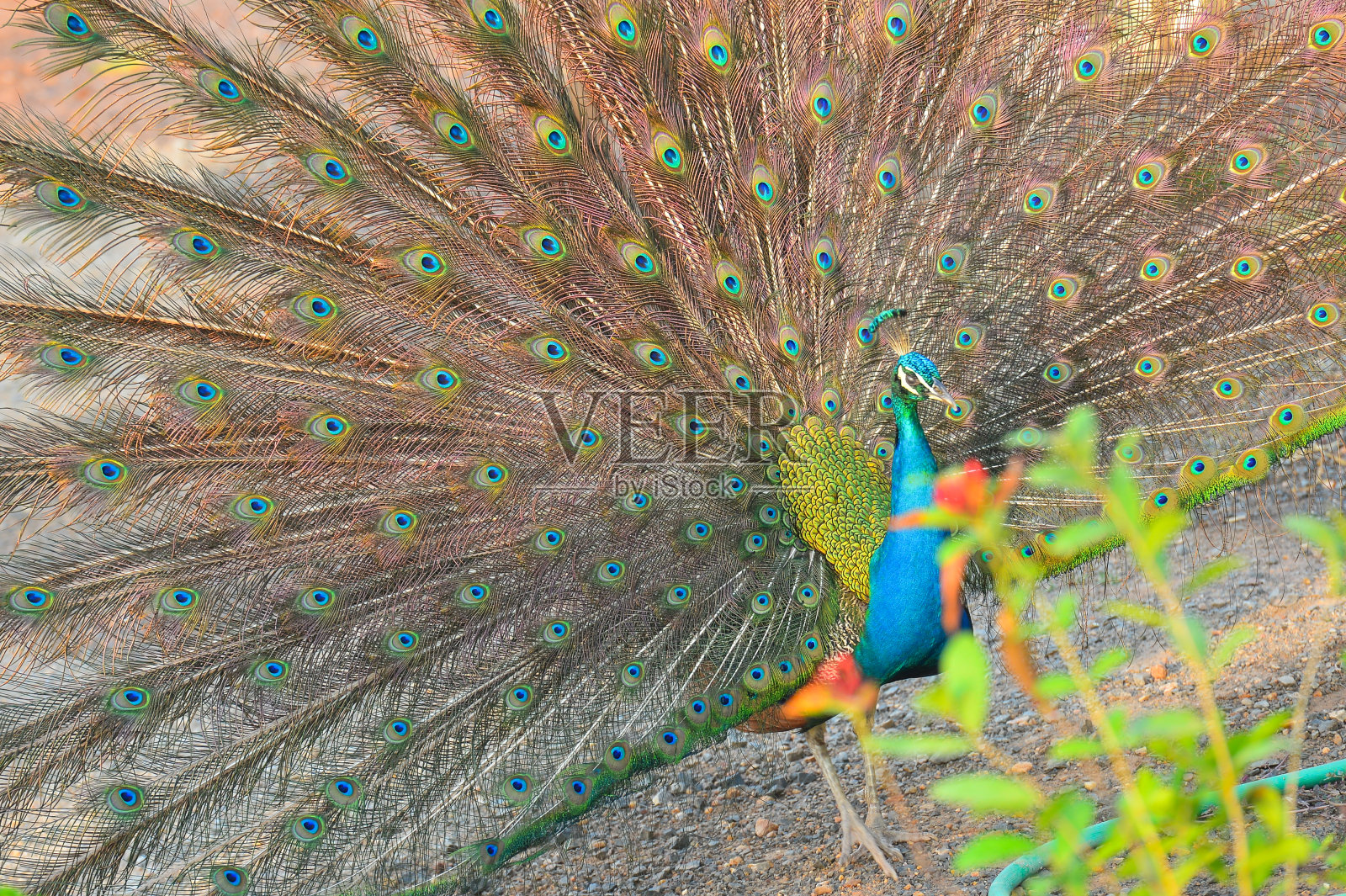 雄性孔雀敞开着自己的故事照片摄影图片