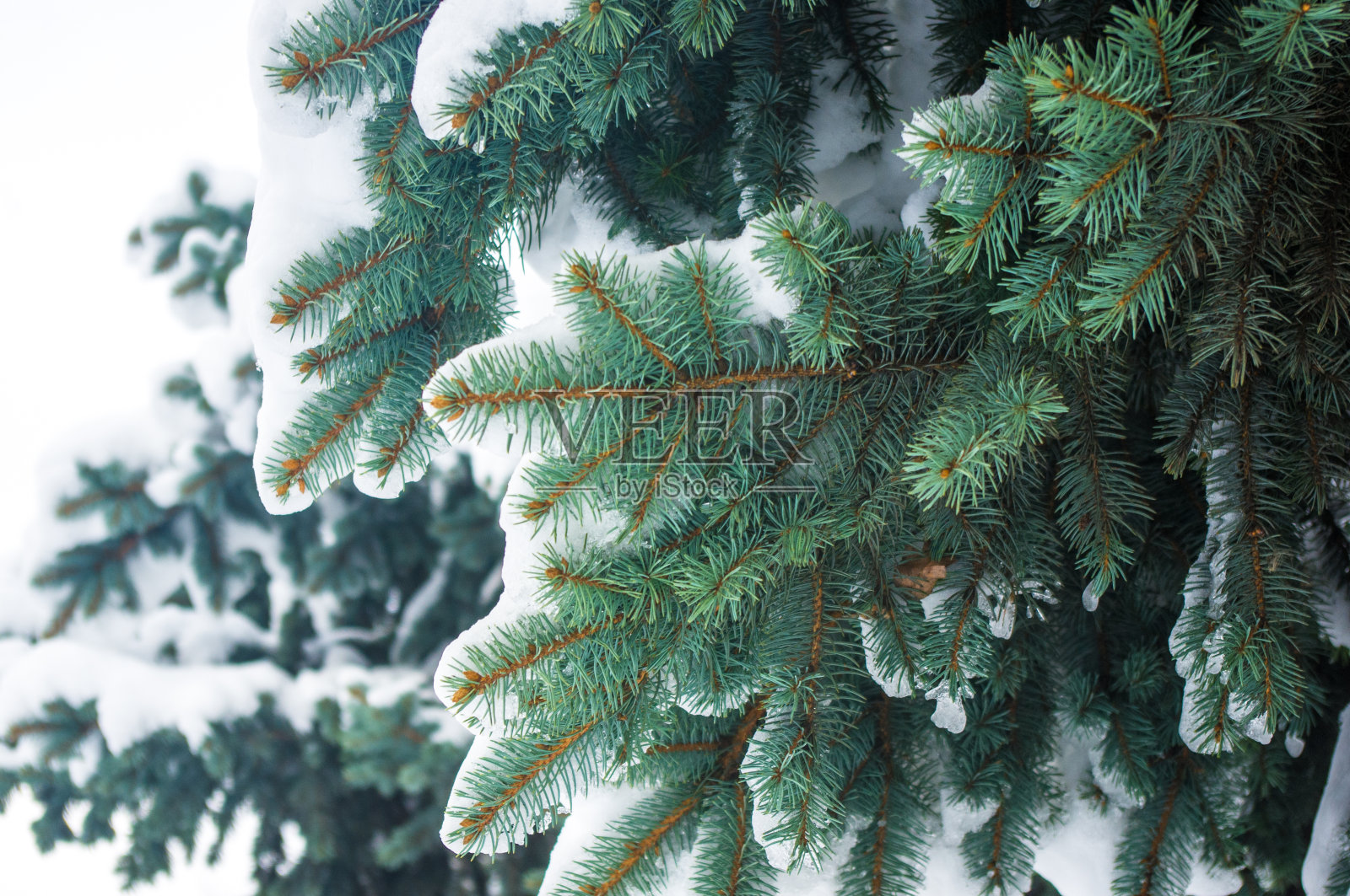 绿色蓬松的冷杉树枝在雪中照片摄影图片