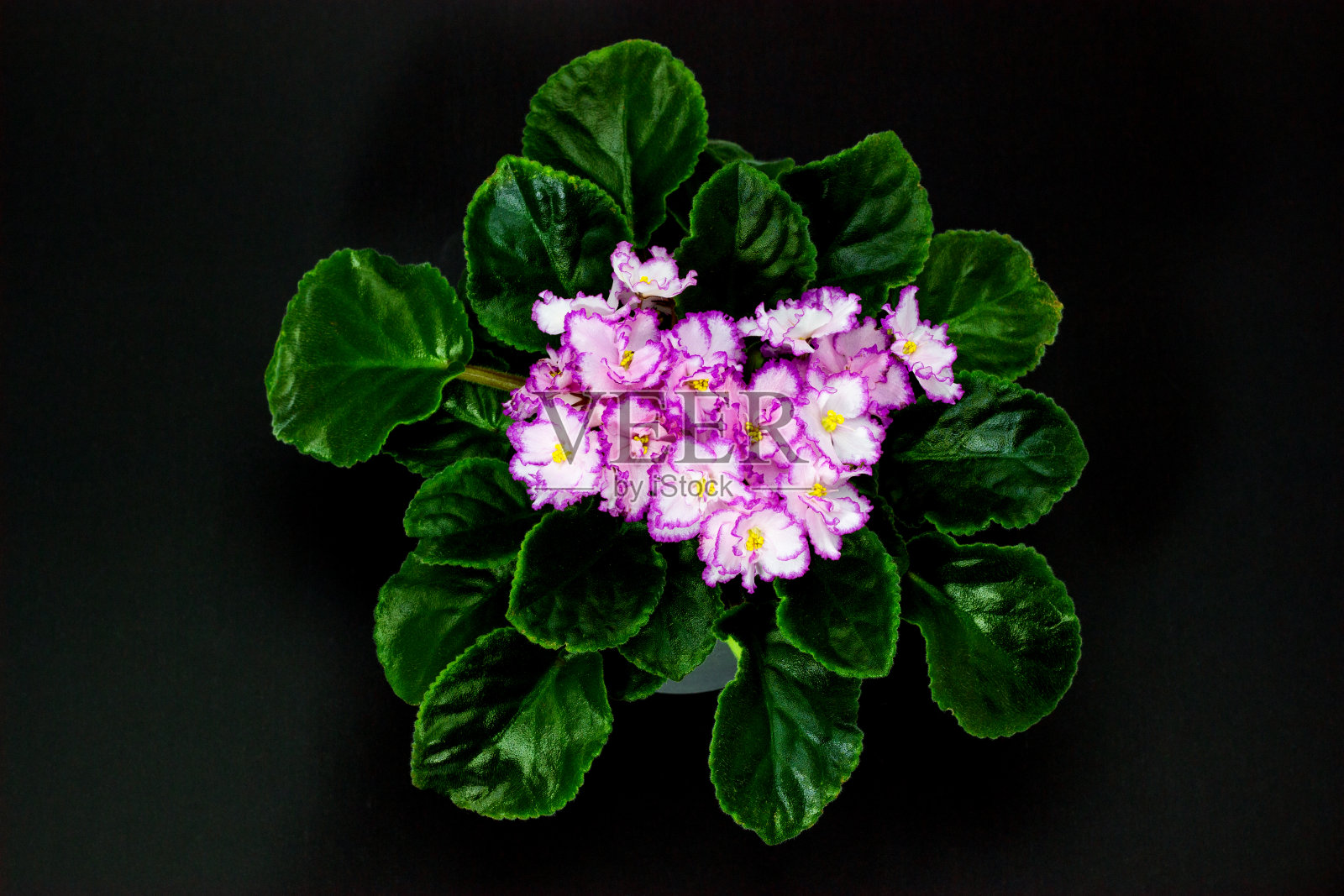 粉红色的Saintpaulia在深色的背景粉红色的花照片摄影图片