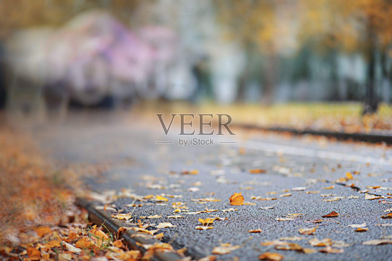 秋天的背景雨在公园里照片摄影图片