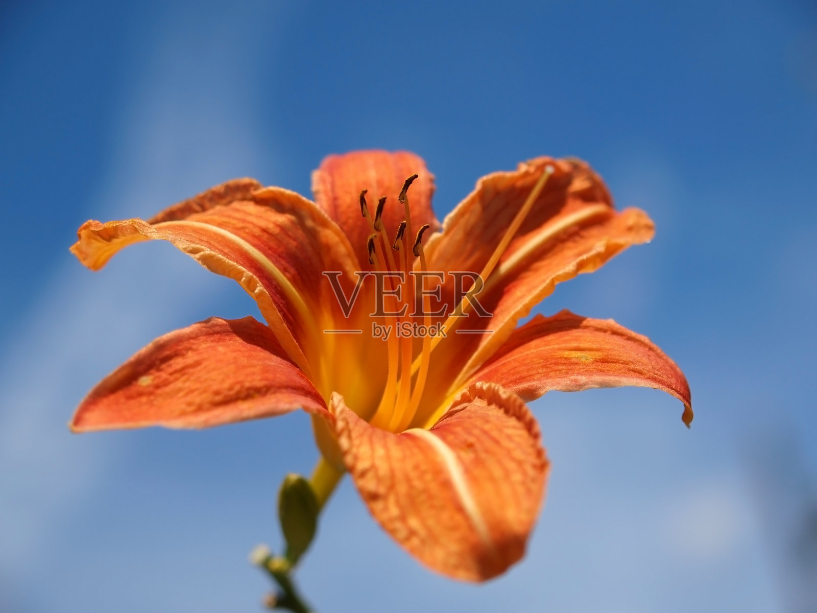 黄花菜开花照片摄影图片