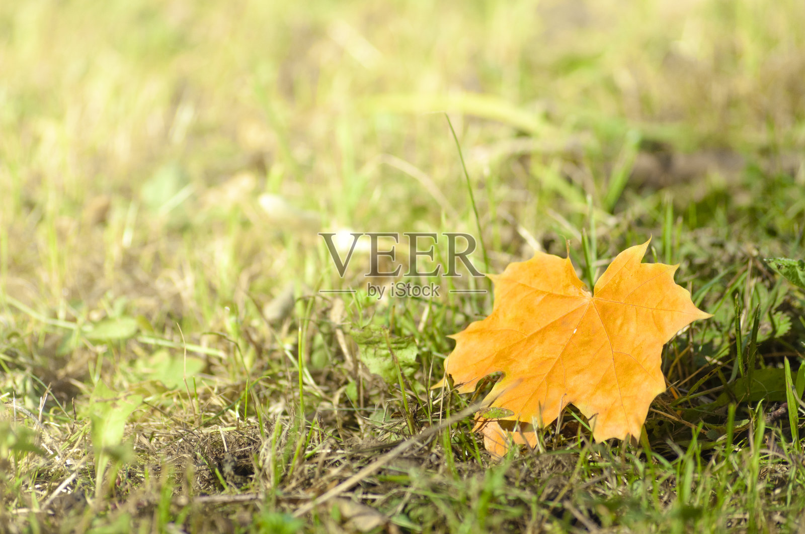 秋天的枫叶躺在草地上照片摄影图片