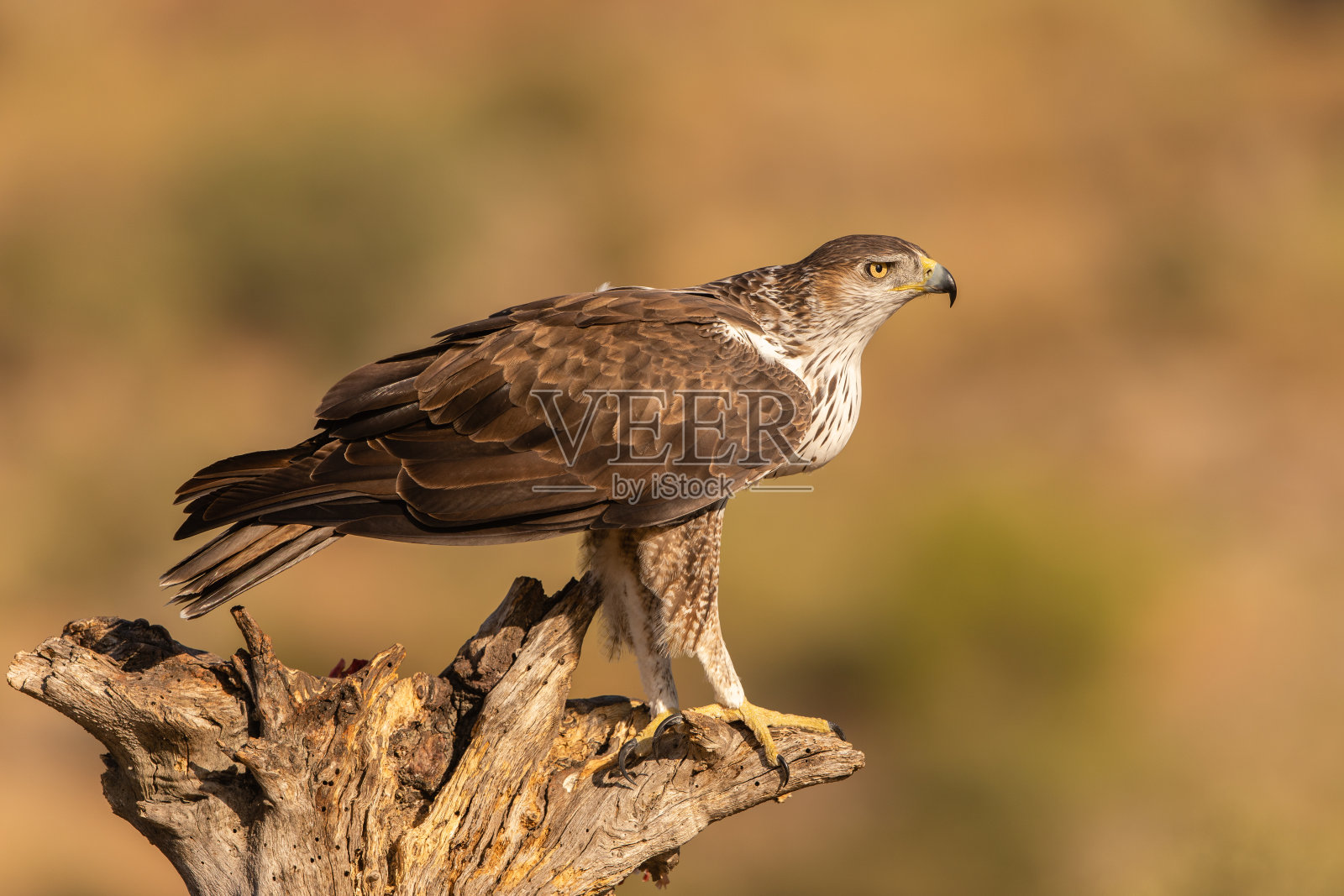 成年博内利鹰栖息在一根死树干上照片摄影图片