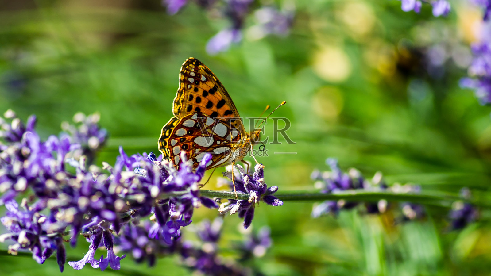 西班牙女王贝母(Issoria lathonia)在蓝色薰衣草上的侧面照片摄影图片
