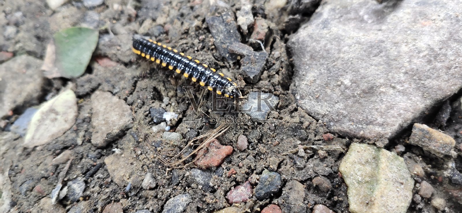 印度的昆虫照片摄影图片