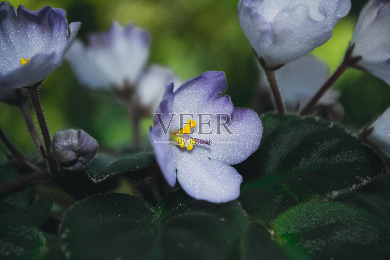 紫色的紫罗兰花与绿色的叶子，艺术照片照片摄影图片