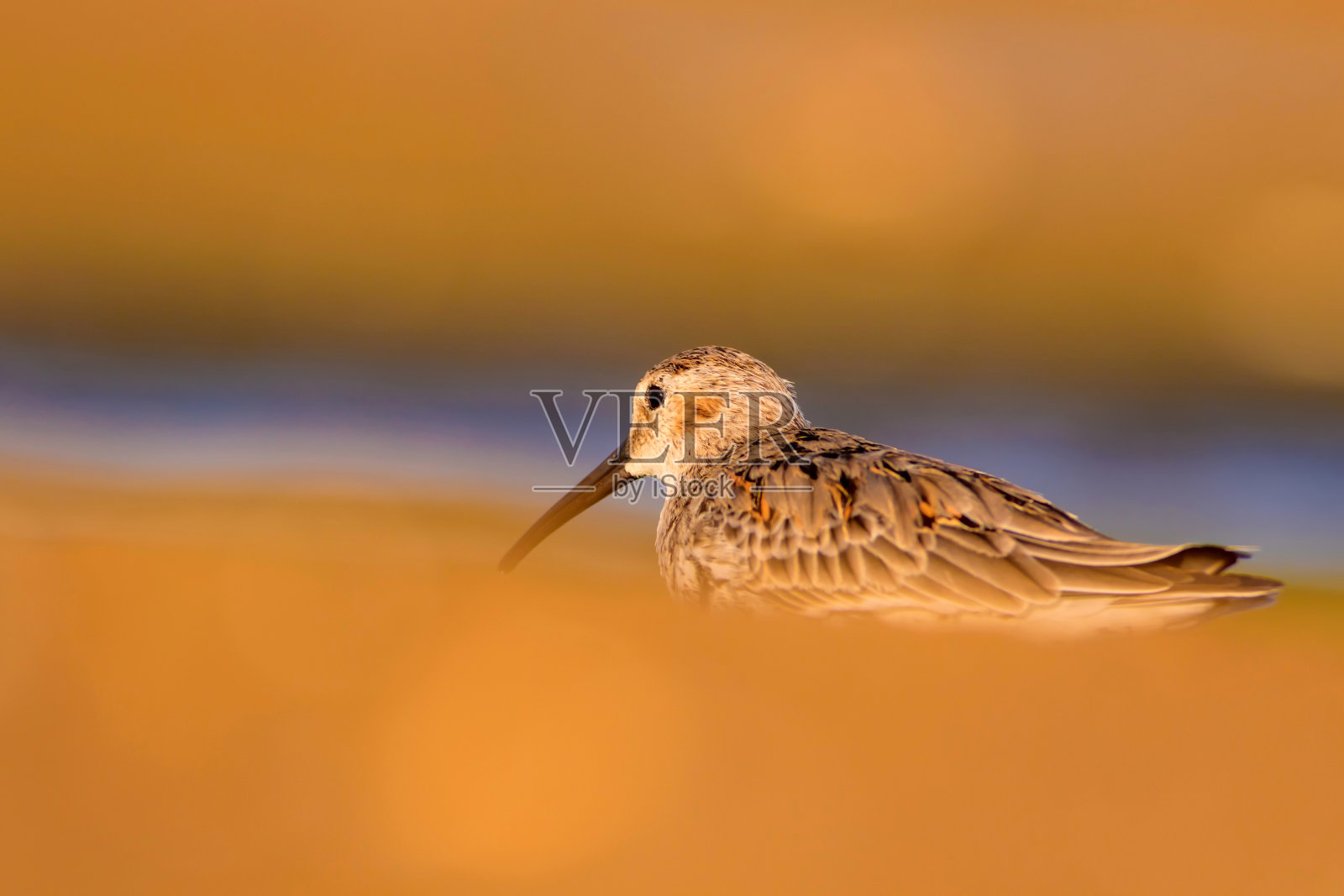 水鸟和五彩缤纷的大自然背景。常见的水鸟:鹬。Calidris ferruginea。照片摄影图片