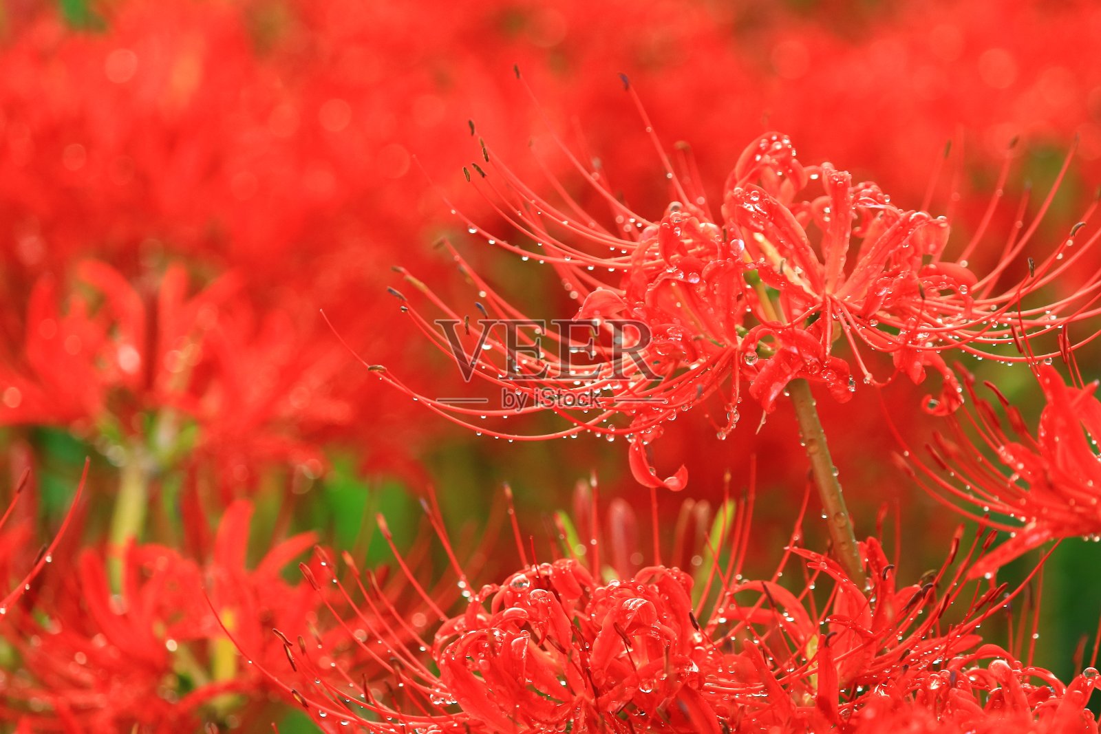 集群孤挺花照片摄影图片
