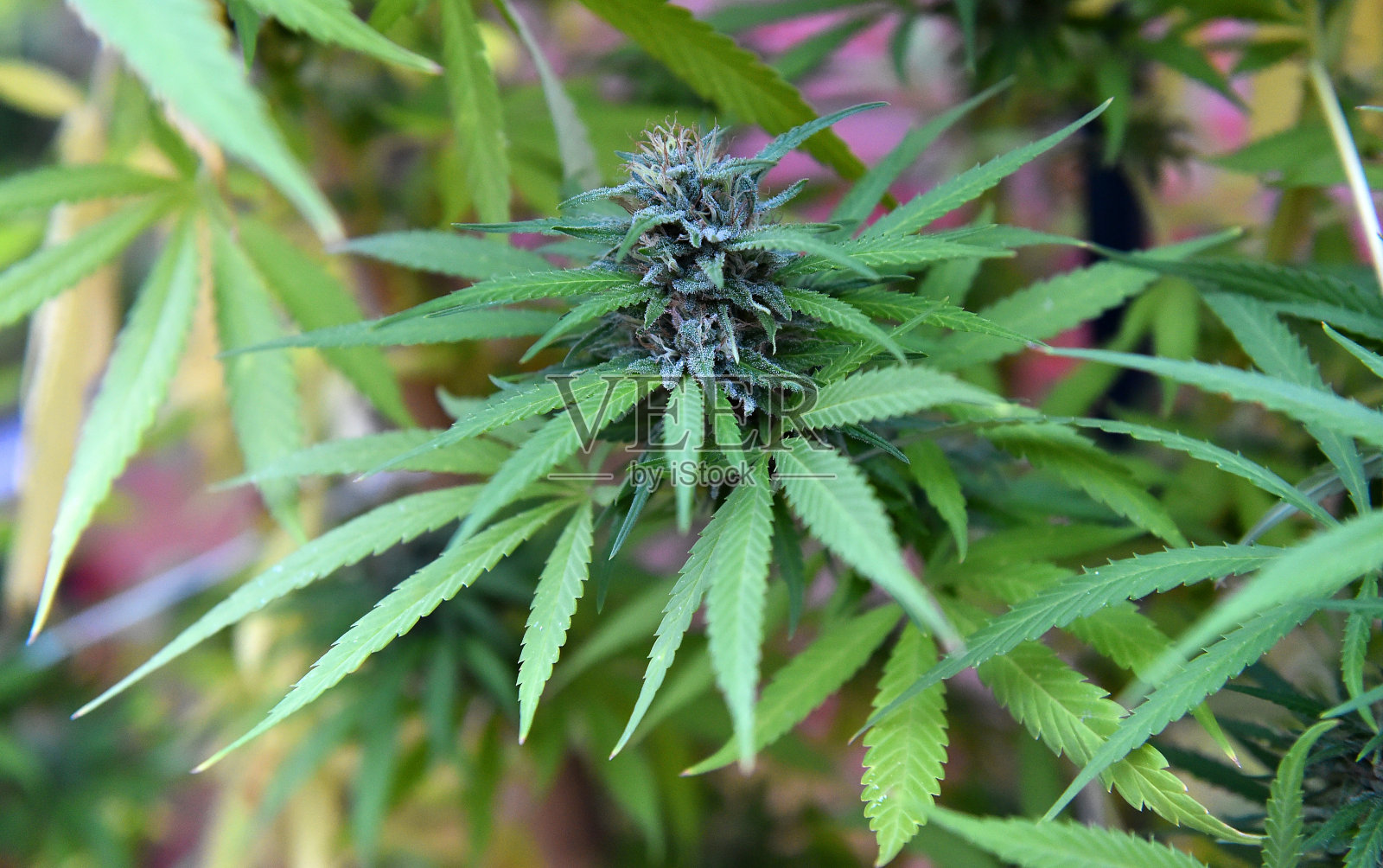 大麻照片摄影图片