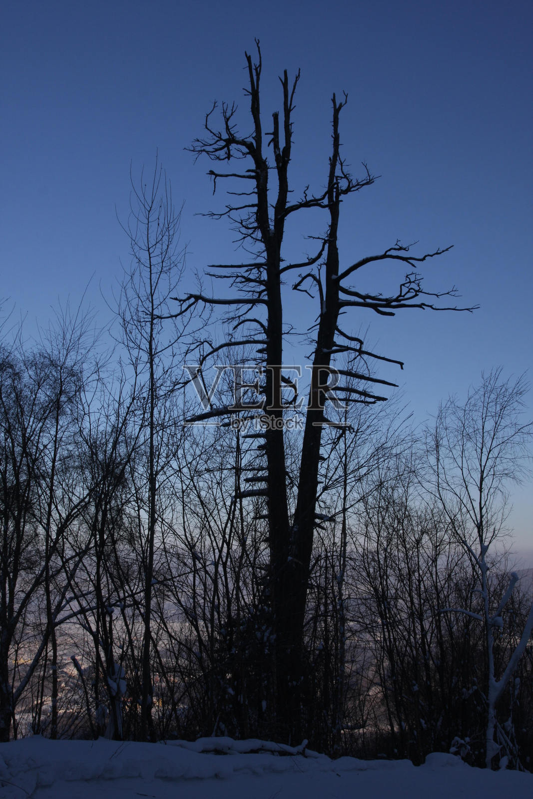 枯树照片摄影图片
