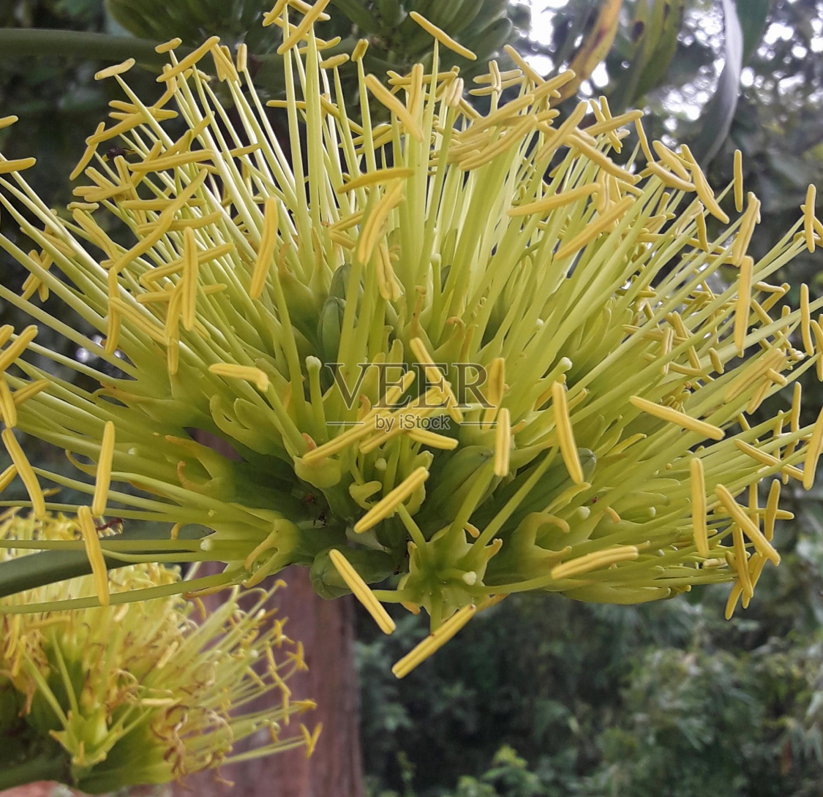 黄色的花照片摄影图片