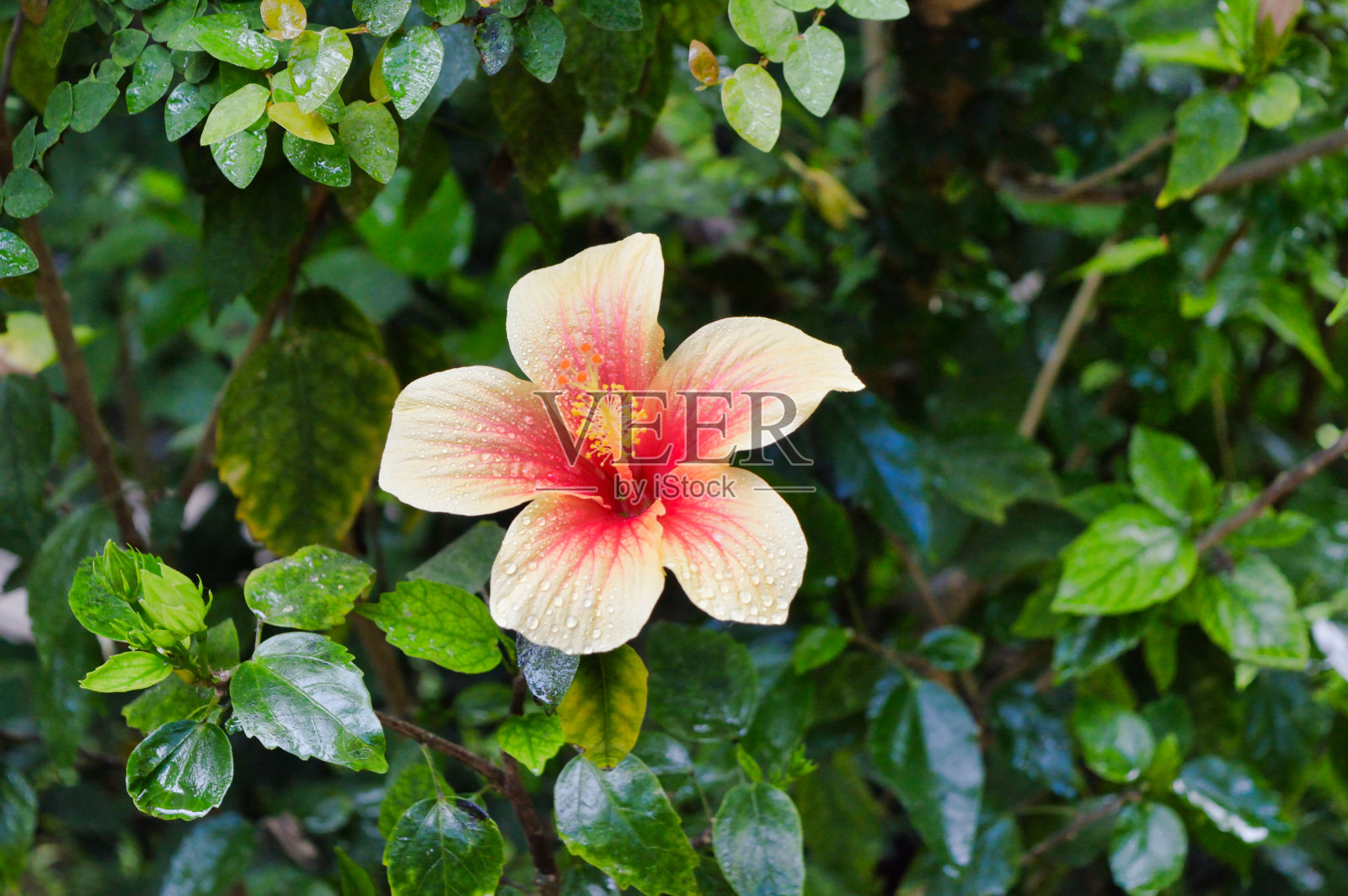 色彩斑斓的热带花卉自然美景照片摄影图片