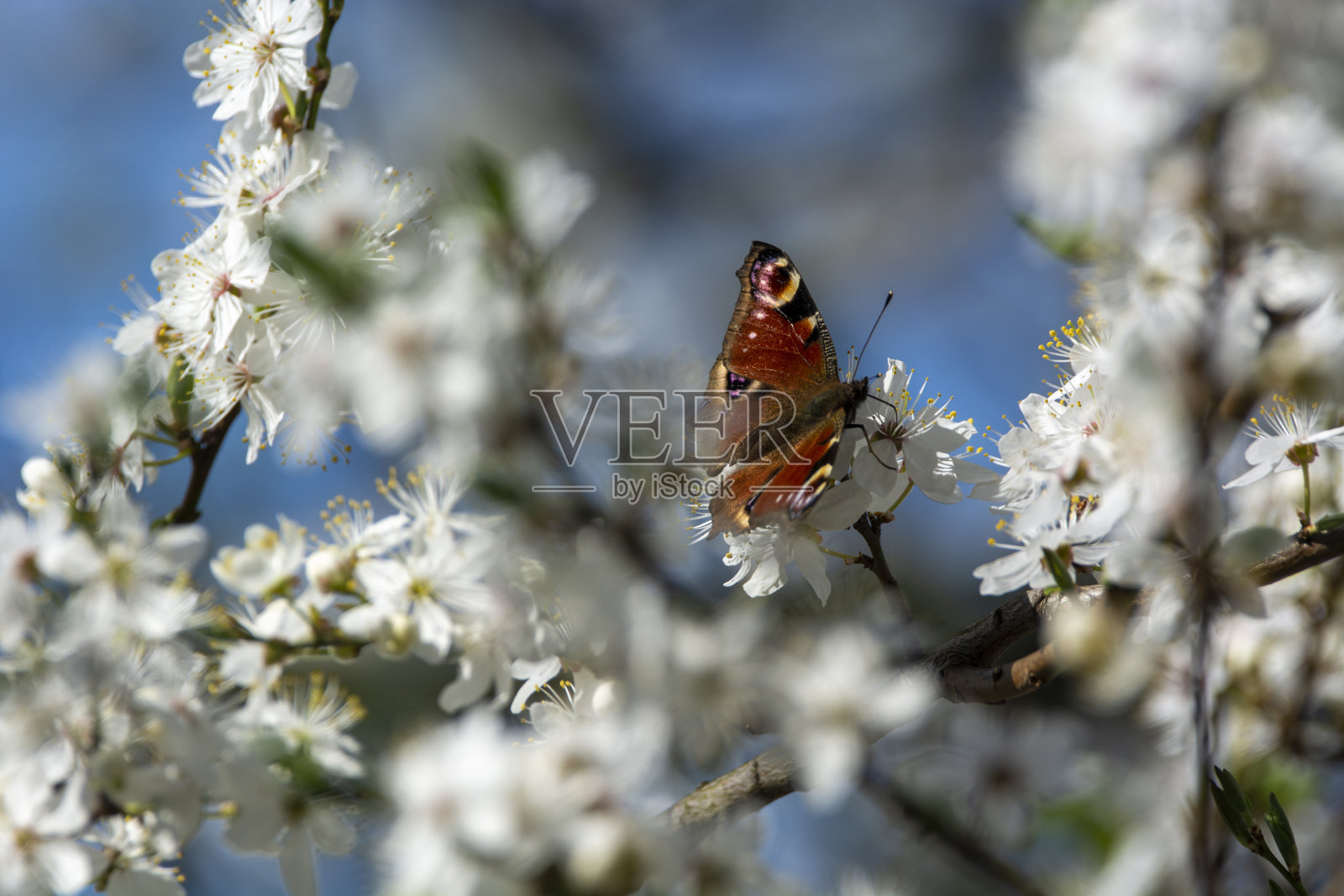 蝴蝶照片摄影图片