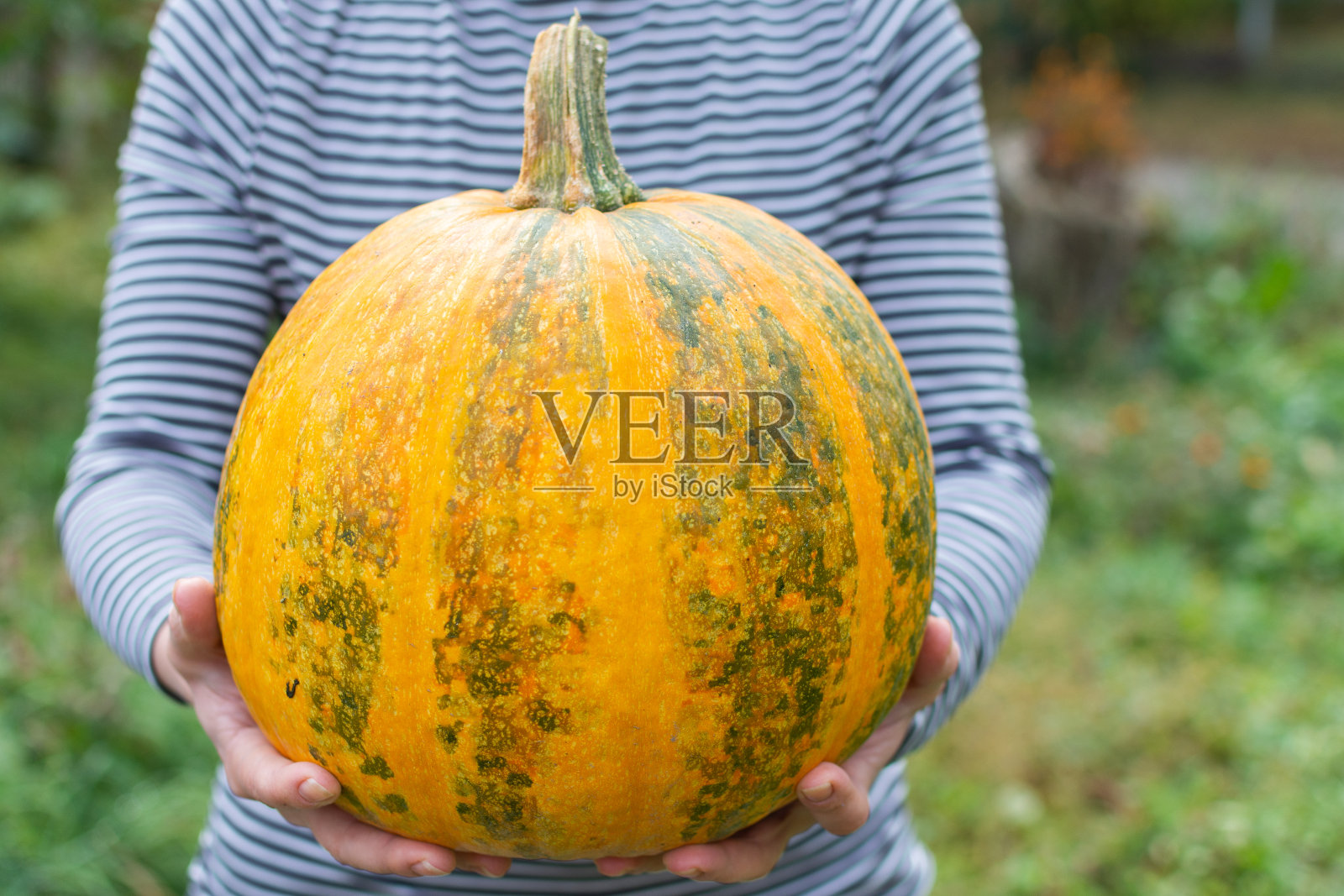 农夫拿着一个成熟的南瓜照片摄影图片