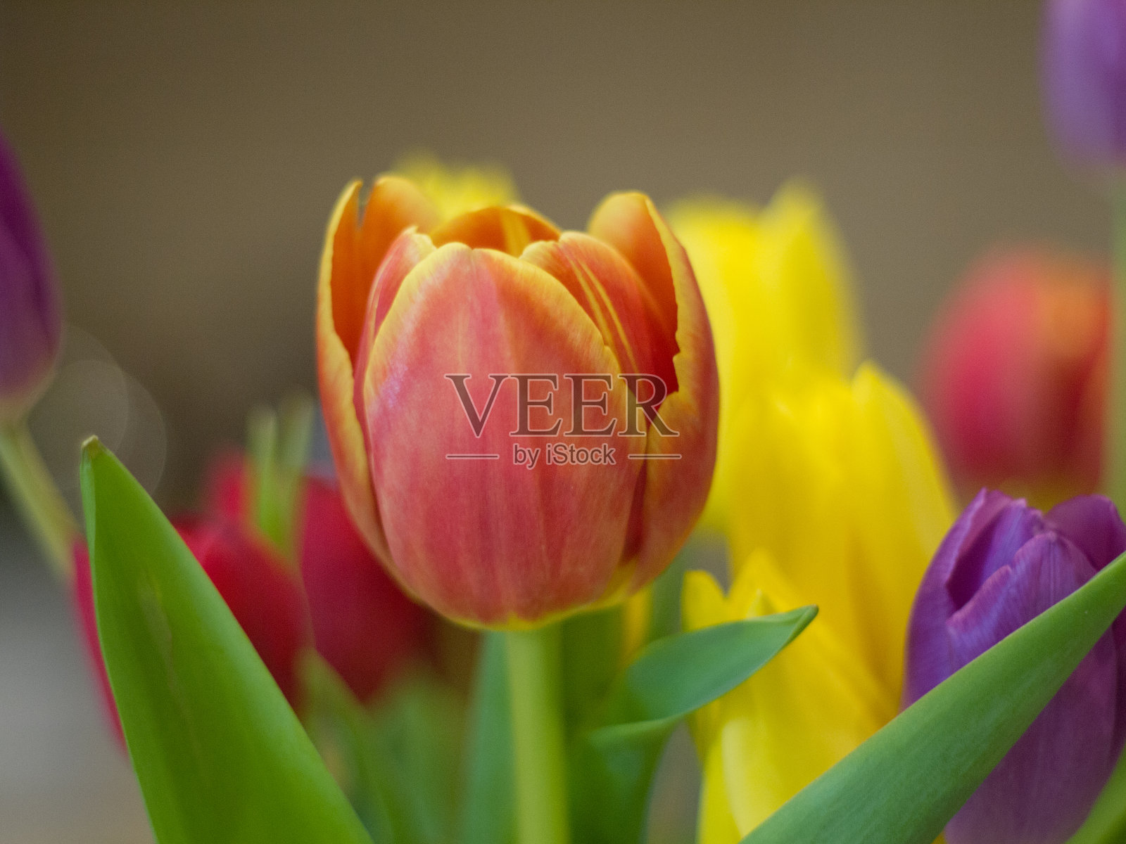 粉红色郁金香特写镜头照片摄影图片