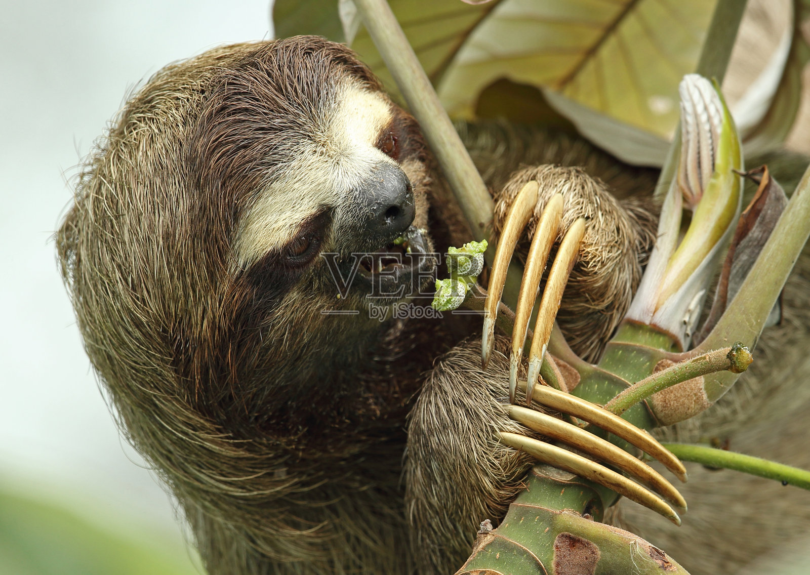 Brown-throated继承懒惰照片摄影图片