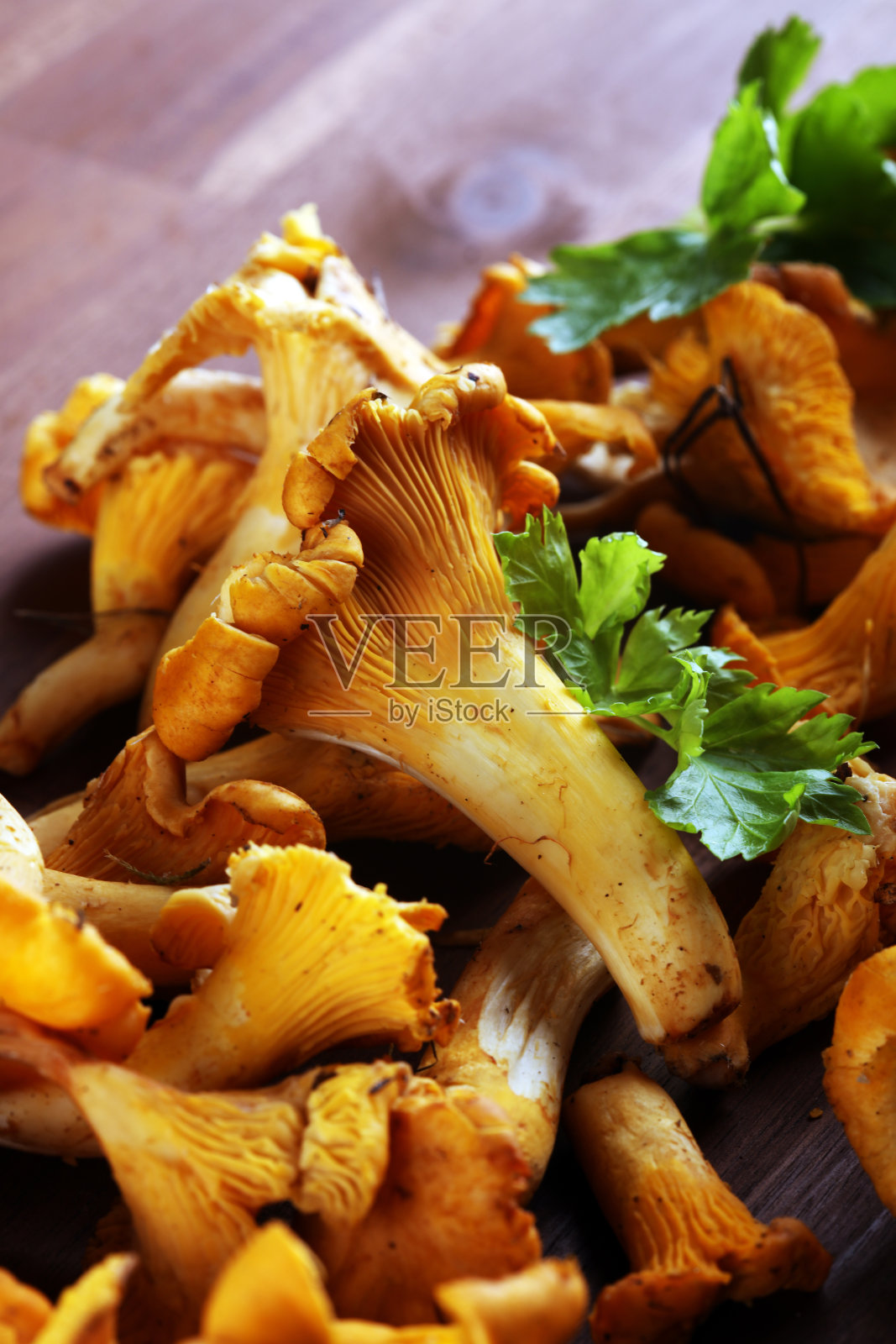 生野生鸡油菌。野生蘑菇成分照片摄影图片