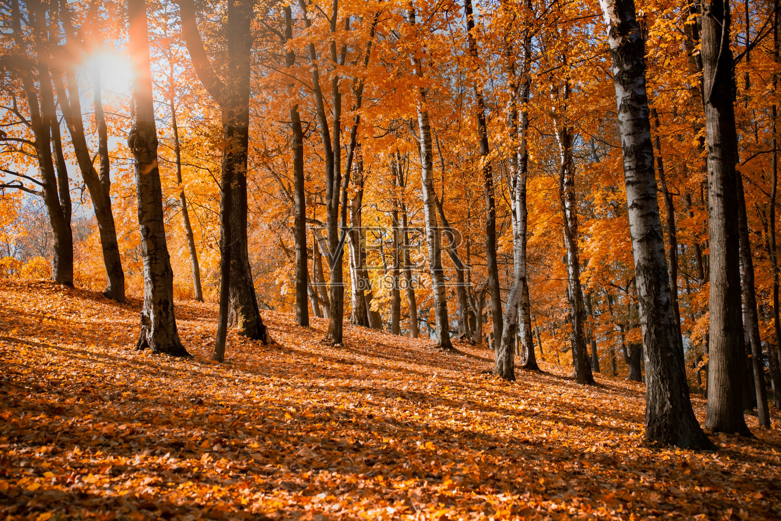 公园里的秋天森林里有五颜六色的树木和阳光。秋天的自然背景照片摄影图片