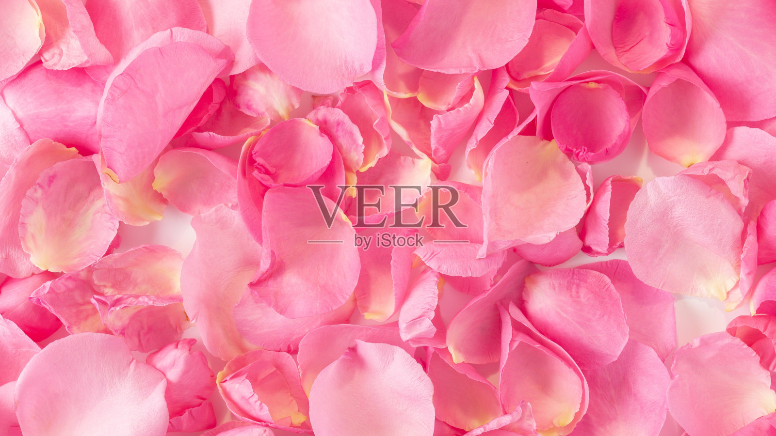 俯视图的粉红色玫瑰花瓣。情人节的概念。照片摄影图片