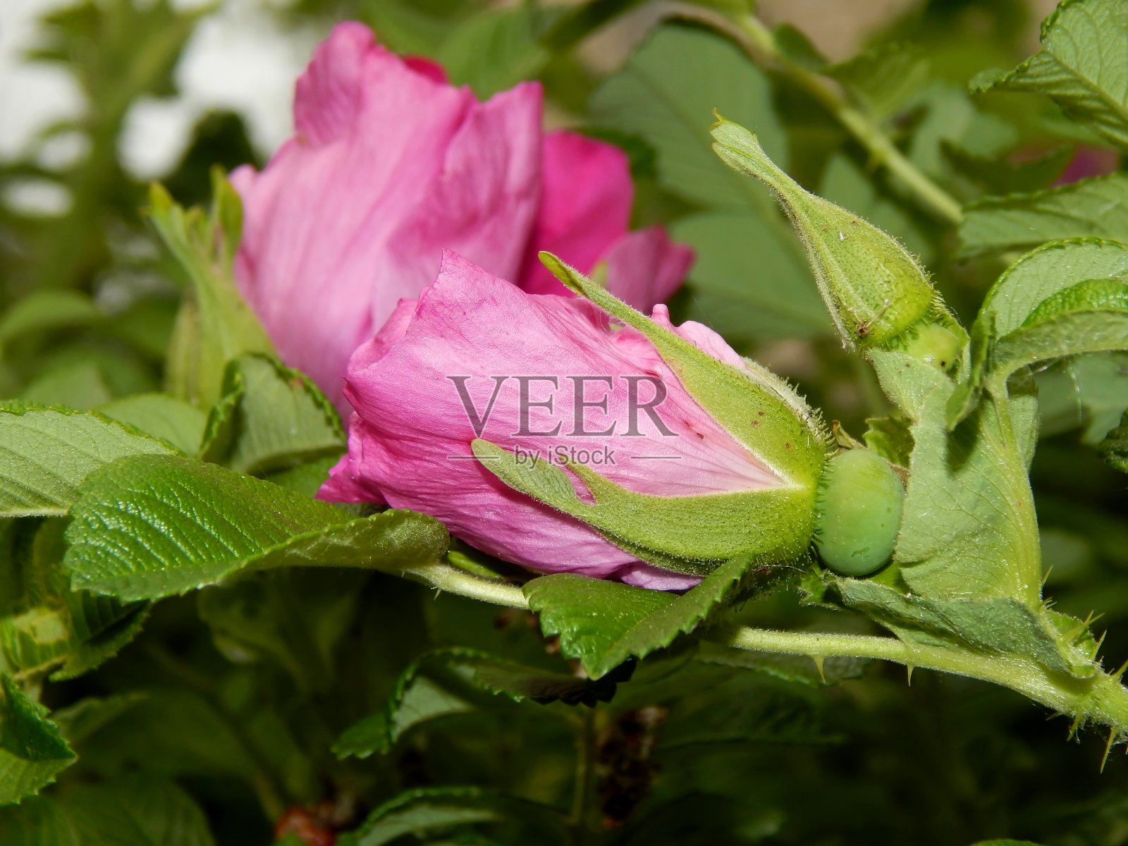 花园里的野玫瑰花特写照片摄影图片