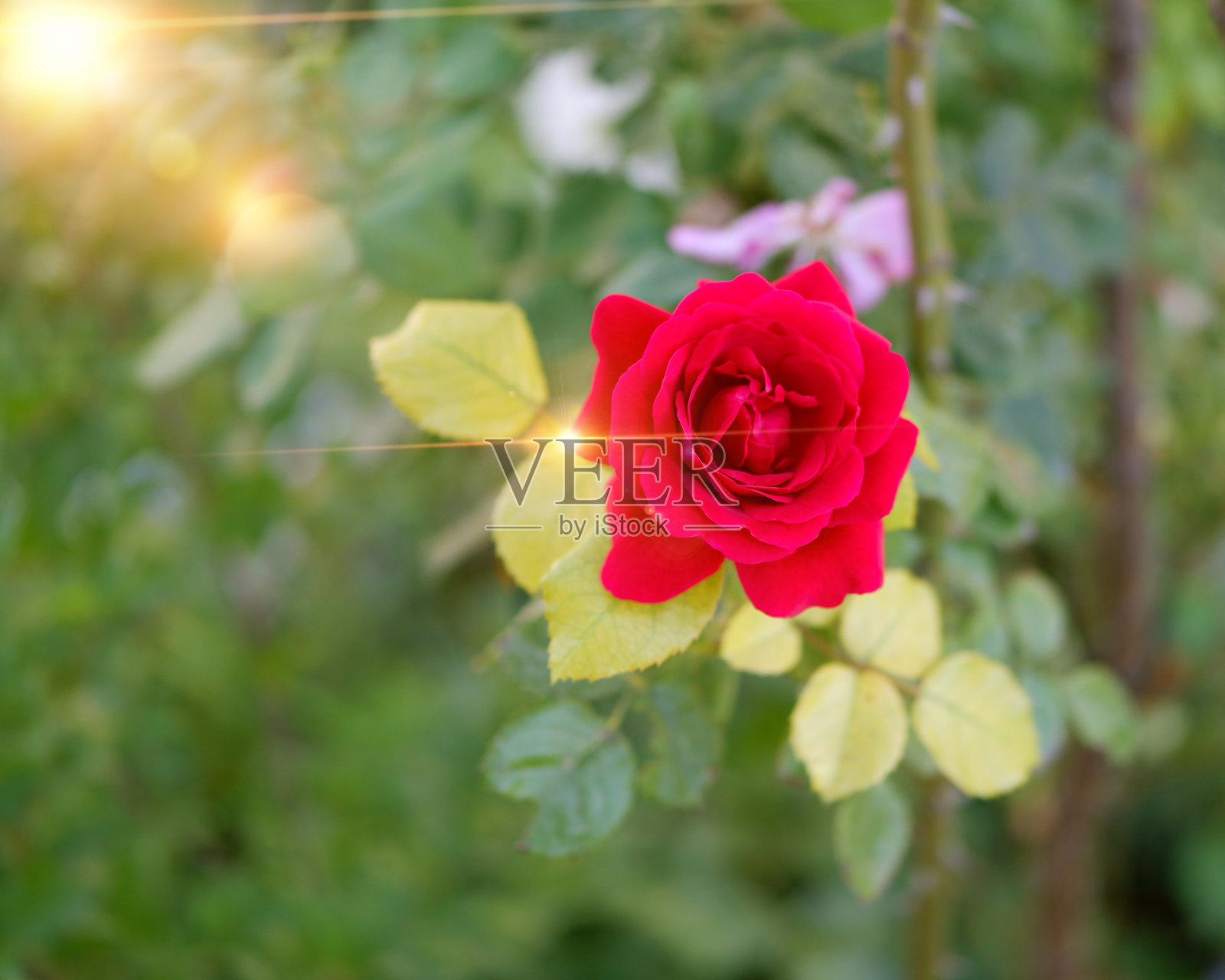 花园里的红玫瑰闪耀着太阳的光芒照片摄影图片