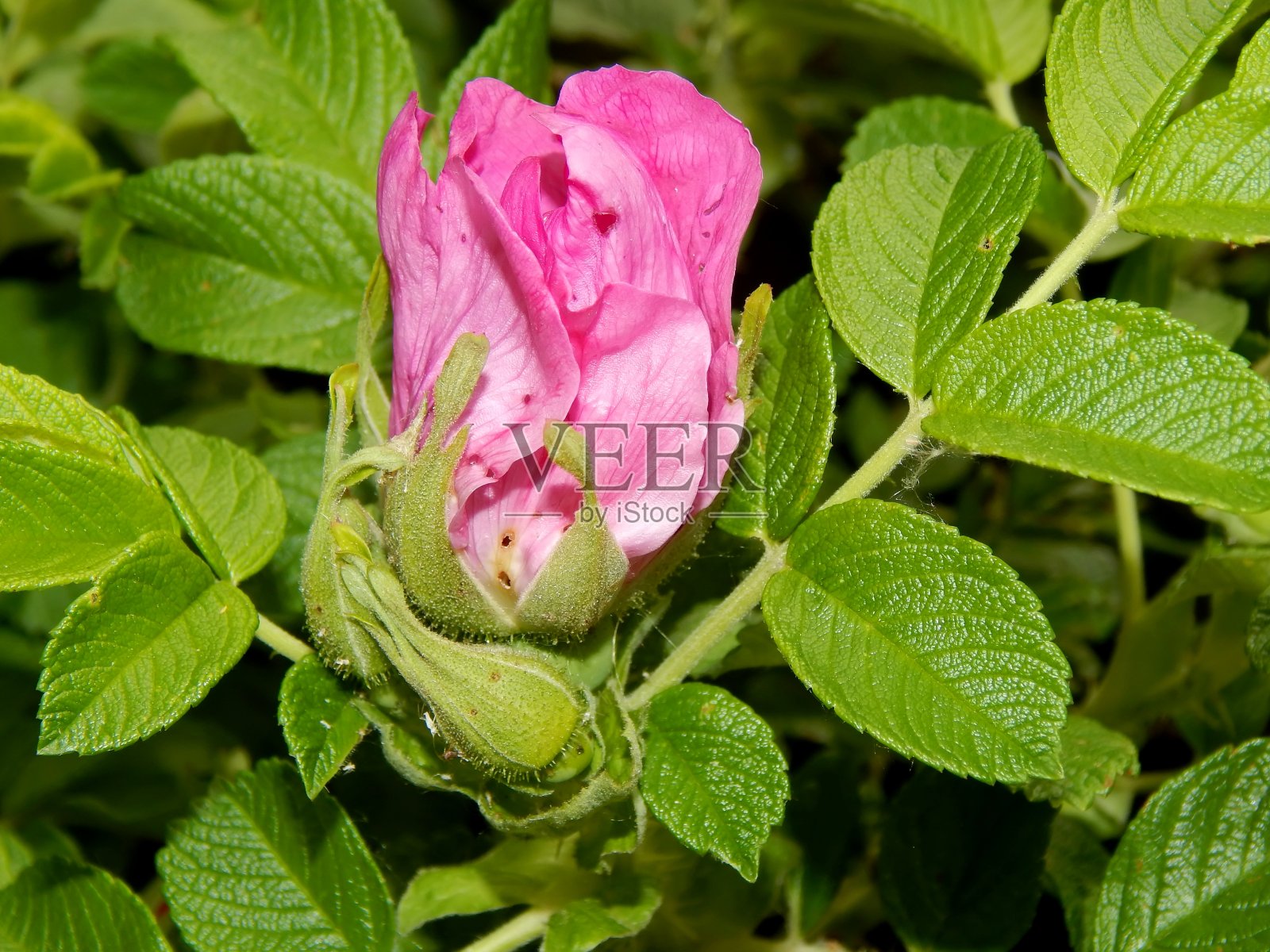 花园里的野玫瑰花特写照片摄影图片