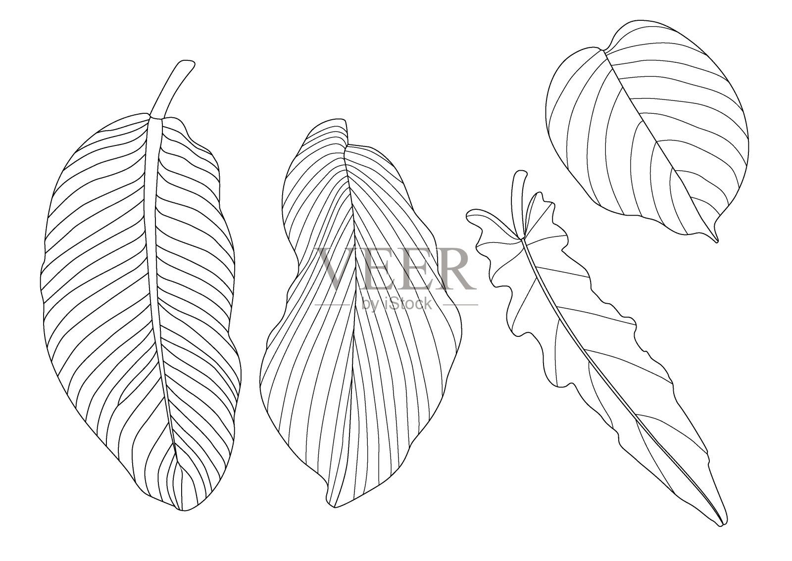 叶线单叶和叶图案黑色带彩色装饰在白色背景上的插图矢量插画图片素材