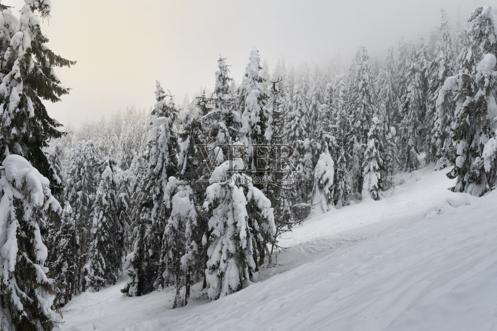 黎明时，山坡上长满了雪白的高大冷杉照片摄影图片