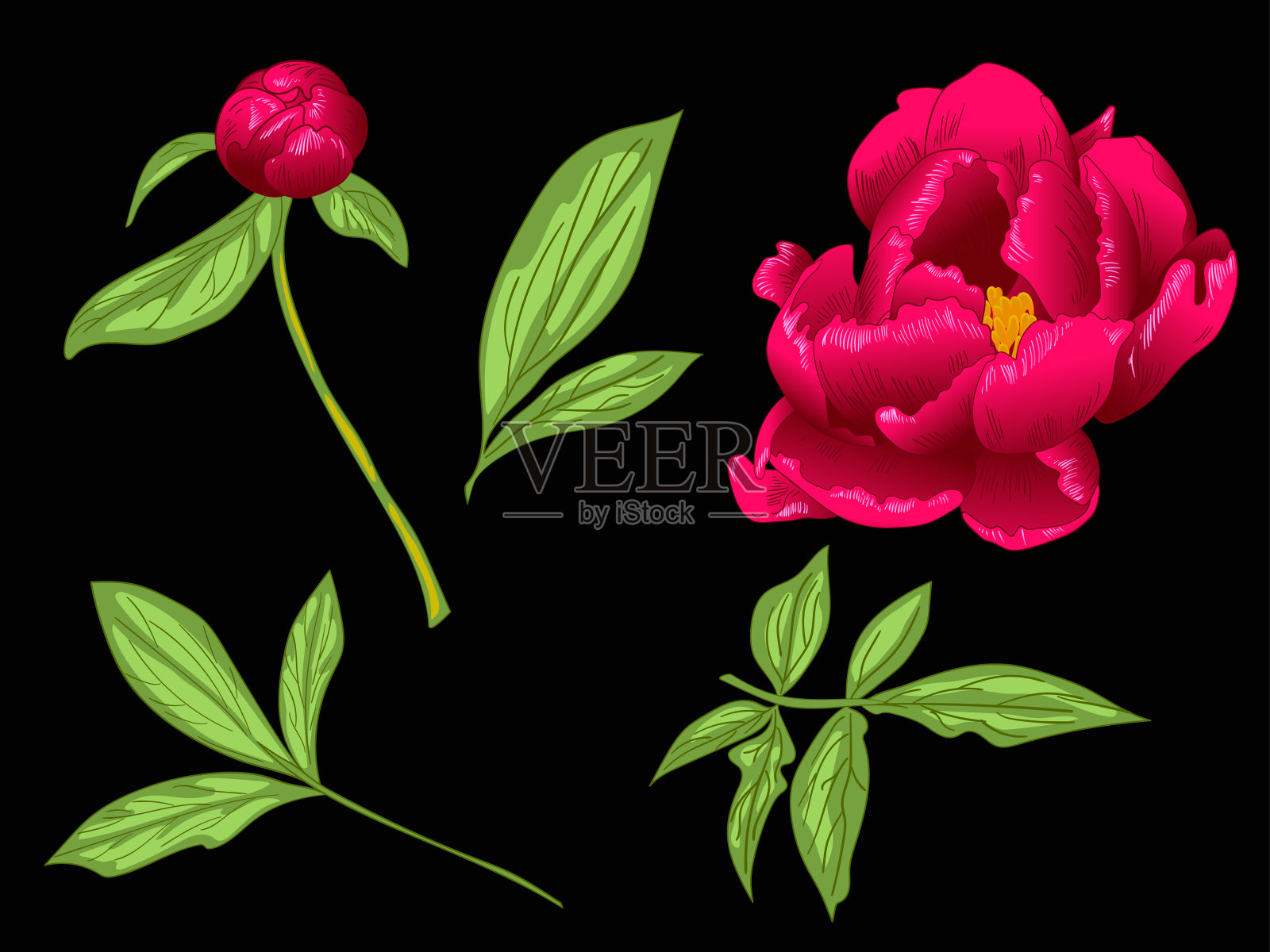 植物类花卉赤牡丹Vector。红绿镌刻水墨艺术。孤立牡丹插图元素。插画图片素材