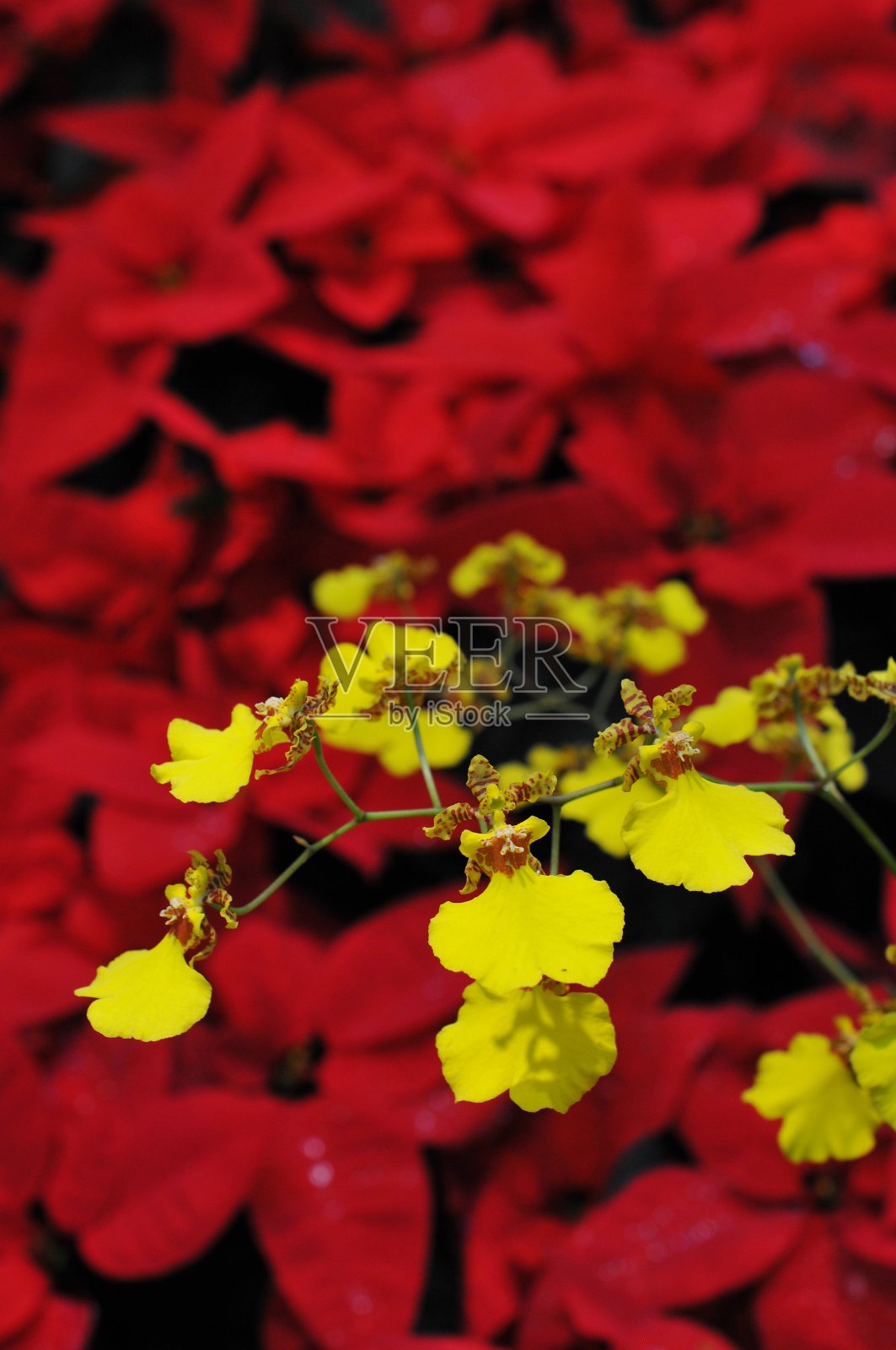 红色开花植物特写镜头照片摄影图片