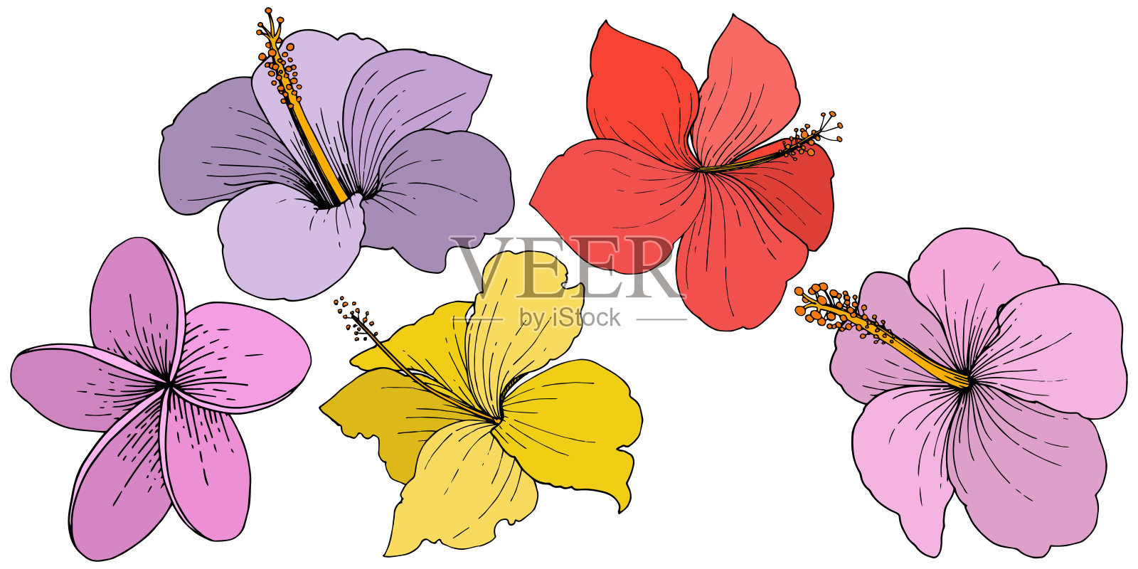 载体芙蓉花热带花卉。艺术雕刻墨水。孤立的木槿插图元素上的白色背景。插画图片素材