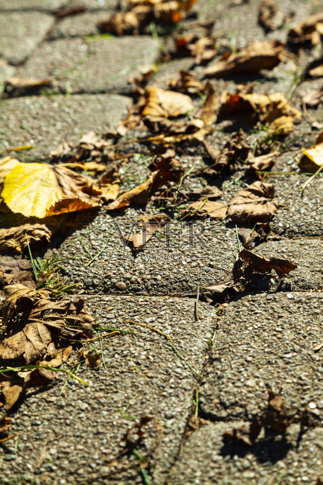 秋叶飘落的小路照片摄影图片