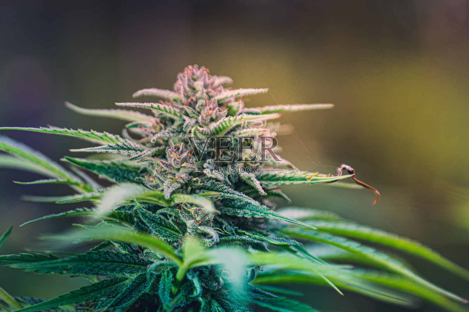 植物de大麻照片摄影图片