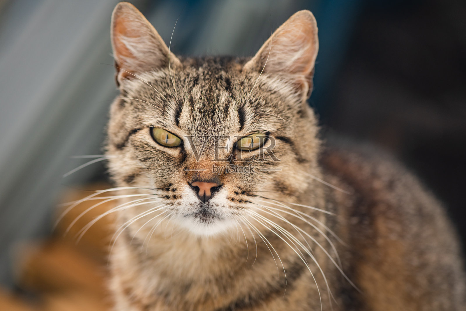 一只看着的猫的肖像照片摄影图片