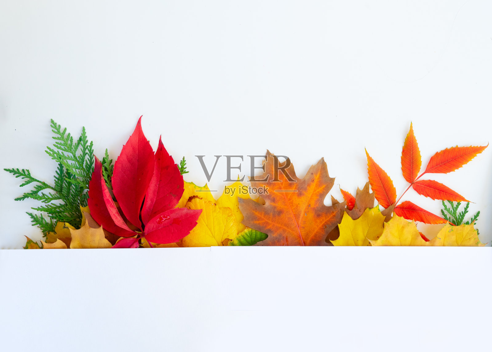 秋叶自然背景照片摄影图片