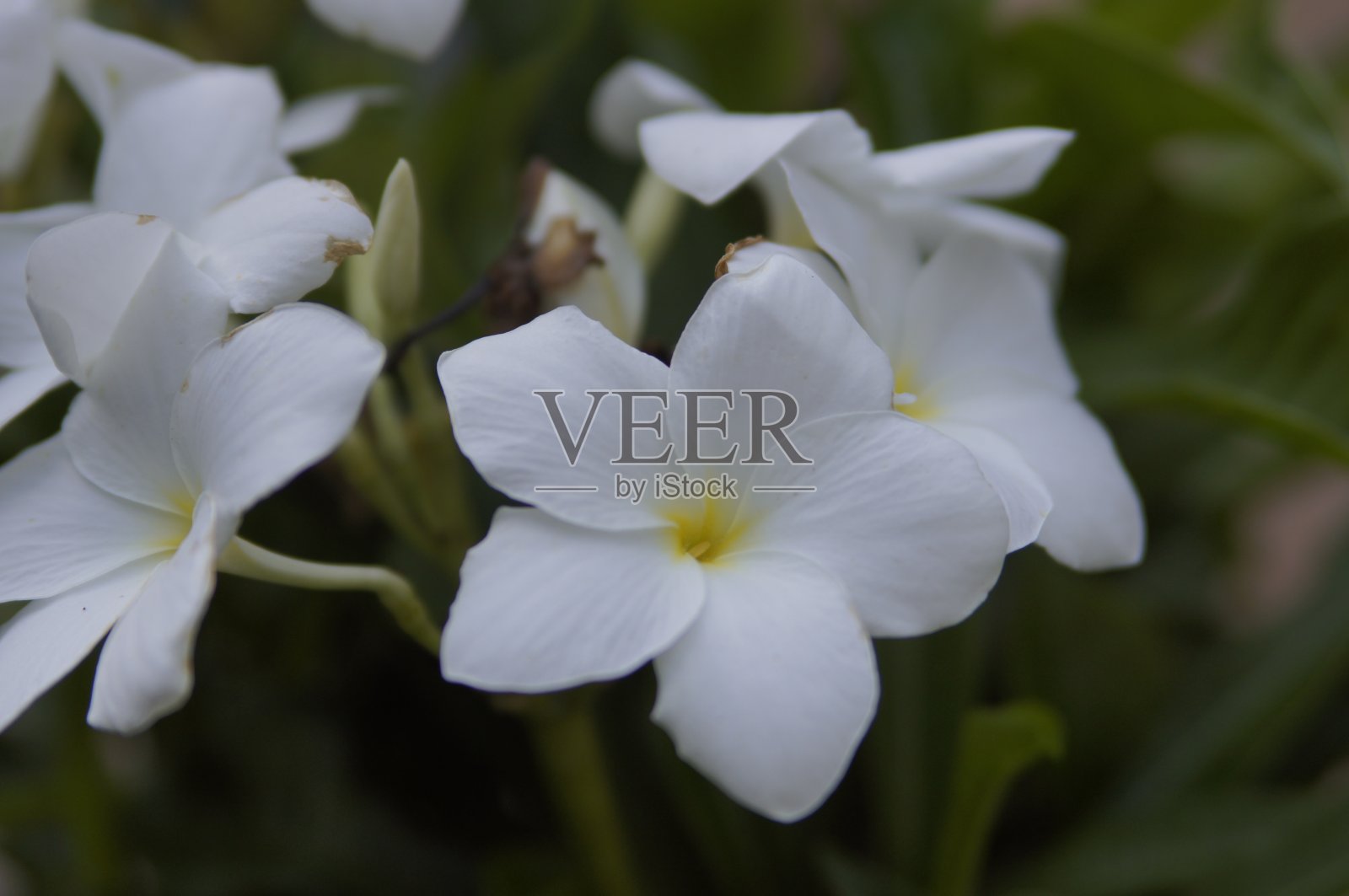 花照片摄影图片